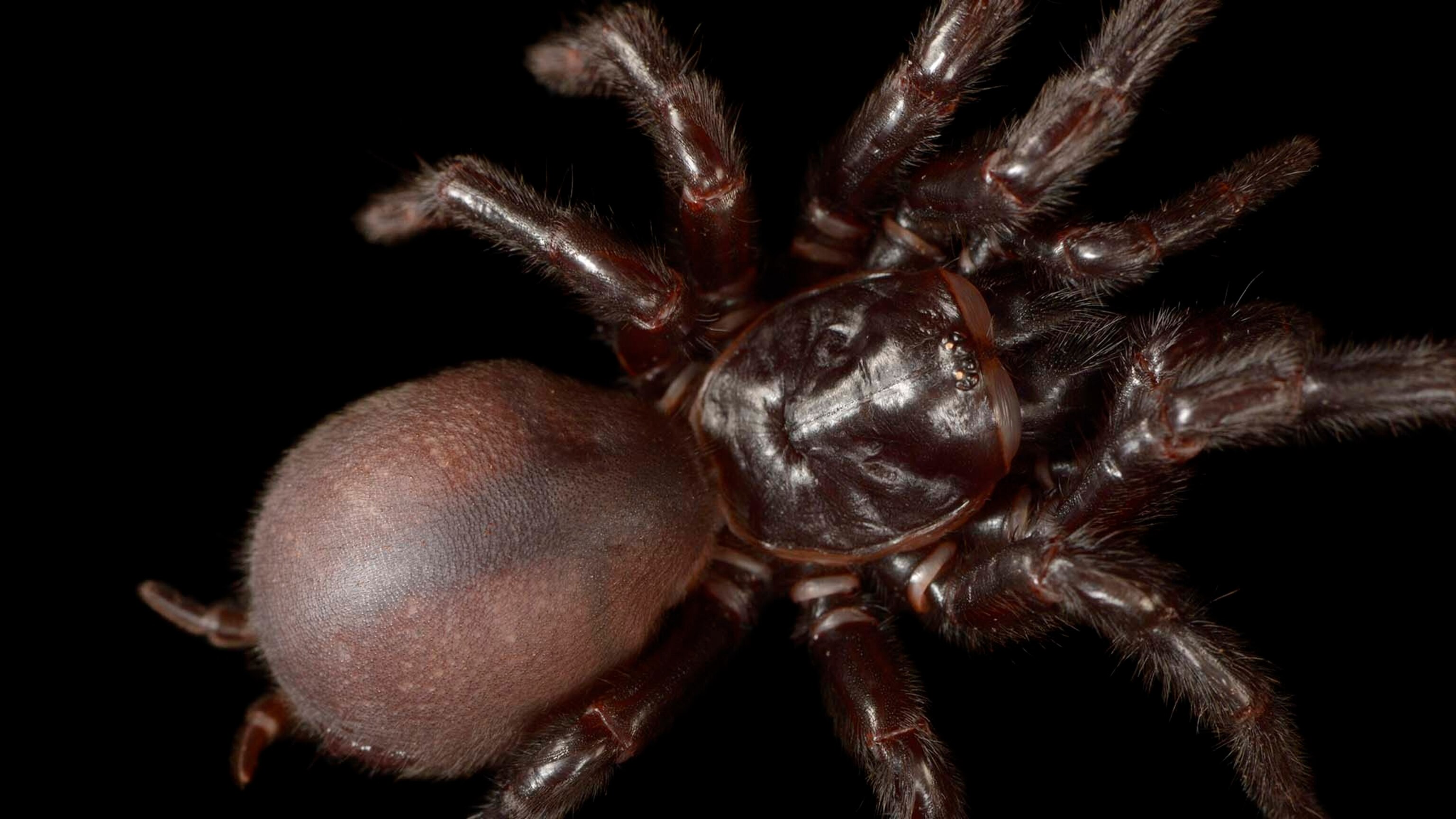 Spiders Facts And Information Spiders Facts And Information