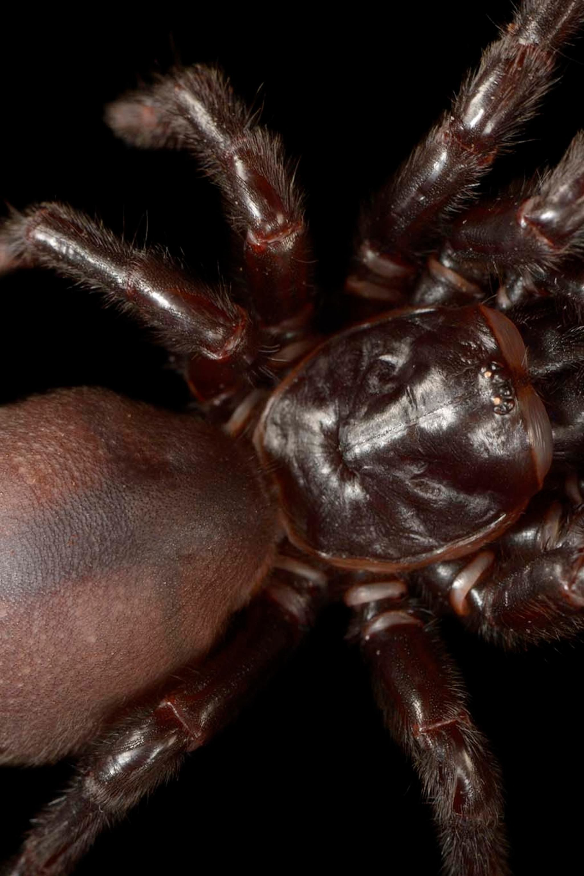 Spiders Facts And Information