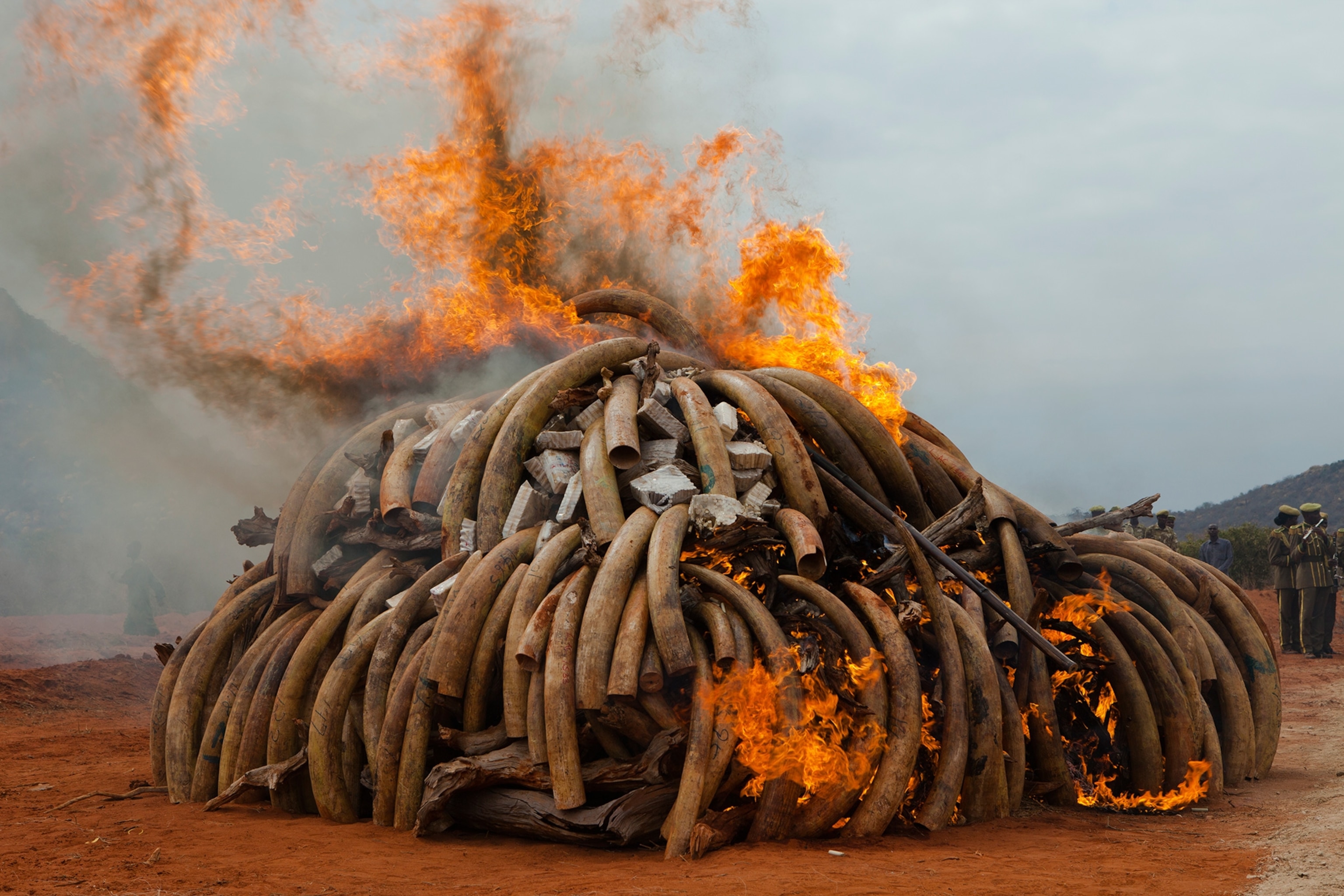 5.5 tons of smuggled ivory burning