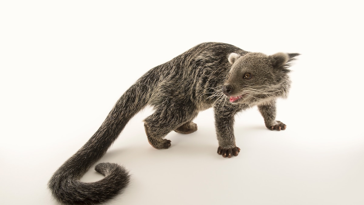 Why This Animal's Pee Smells Like Hot Buttered Popcorn