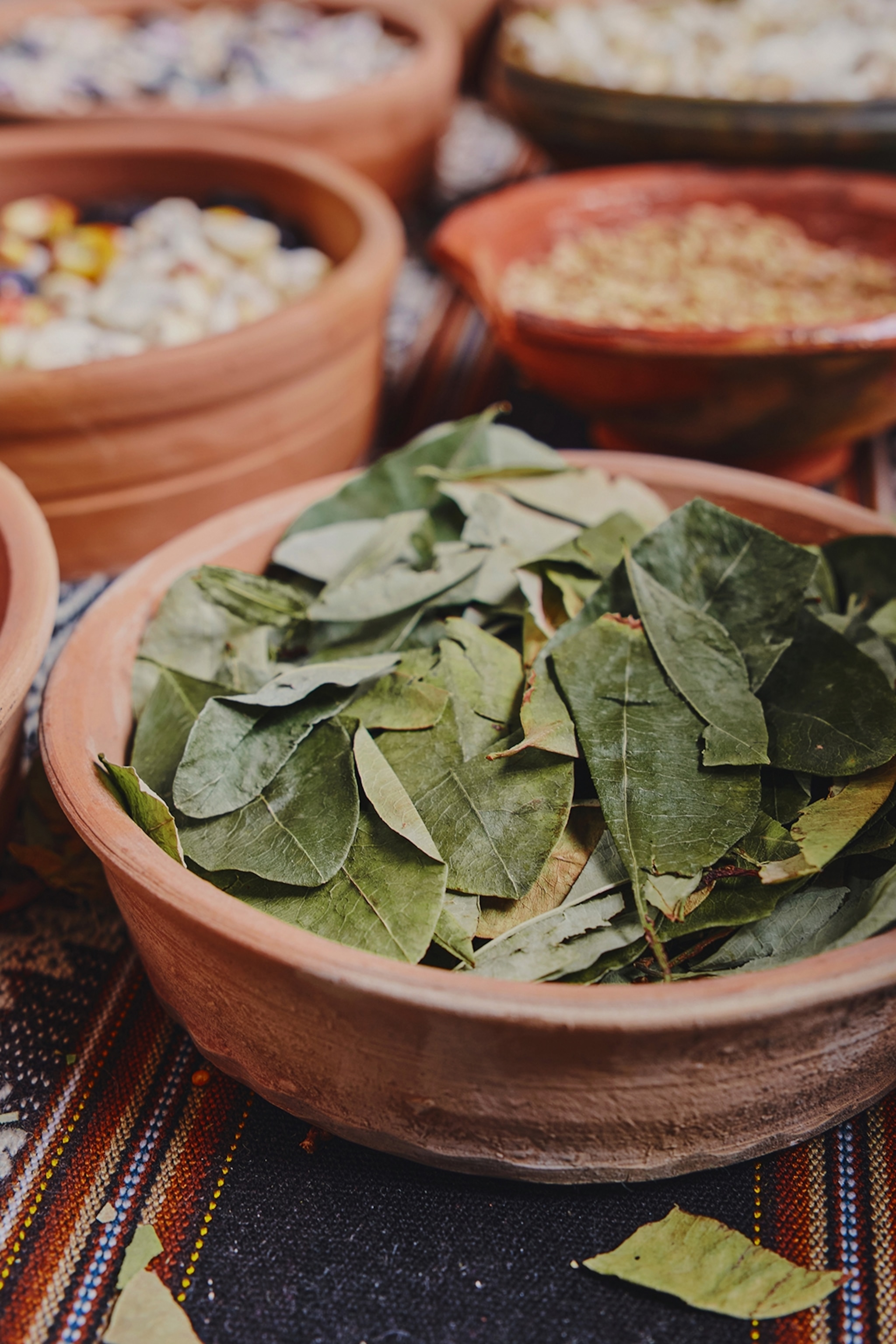 A clay pot filled with cocoa leaves.
