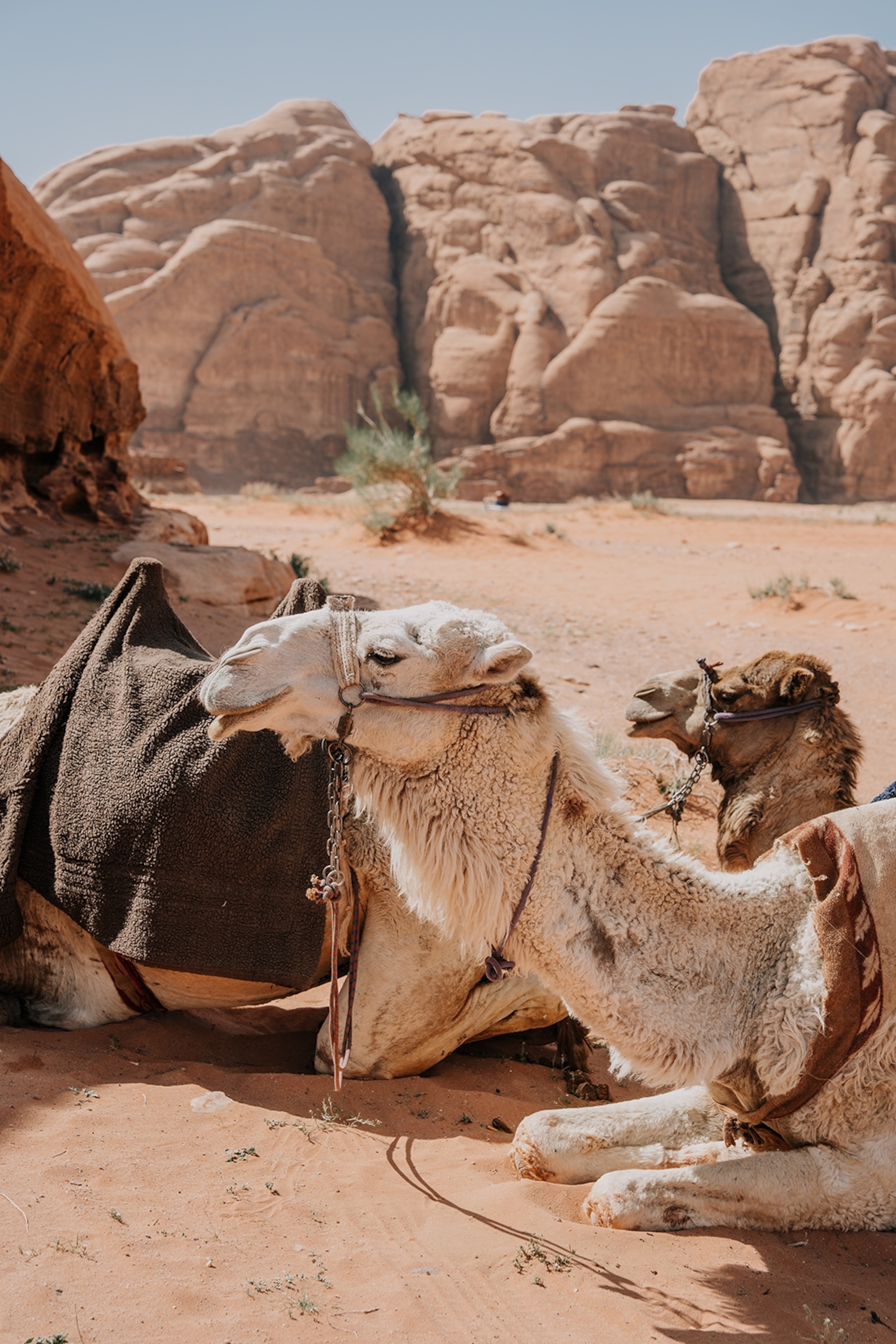 A flock of camels sat in the desert surrounded by rocky hills.