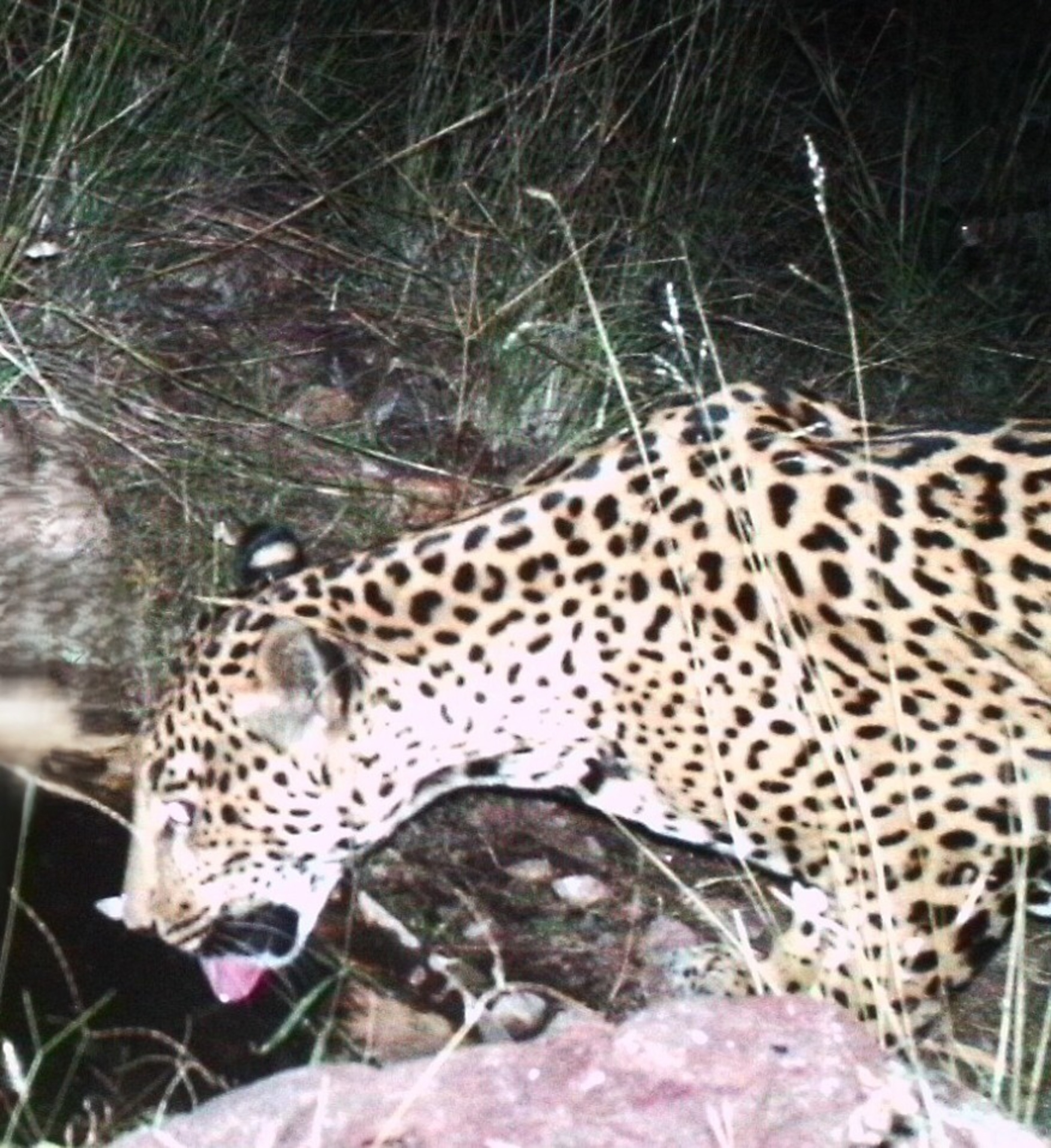 A jaguar with a spotted coat drinks from a small stream at night, surrounded by tall grass