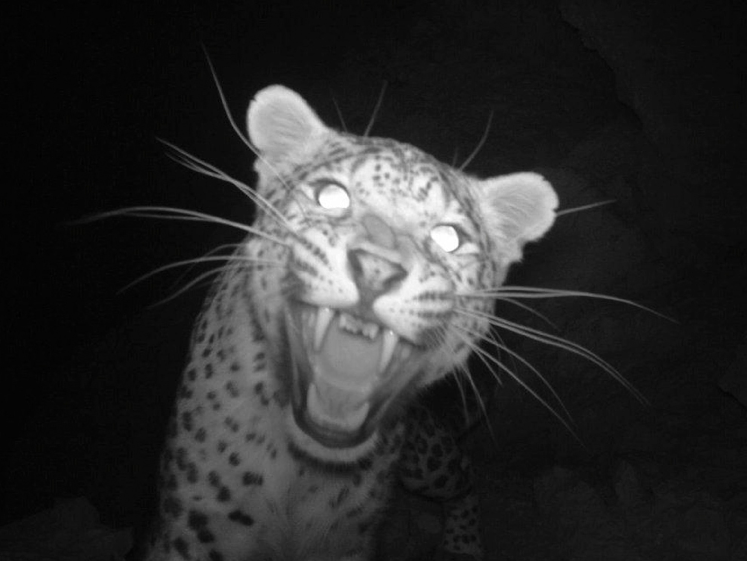 Persian leopard picture: cat found recently via camera trap in Afghanistan