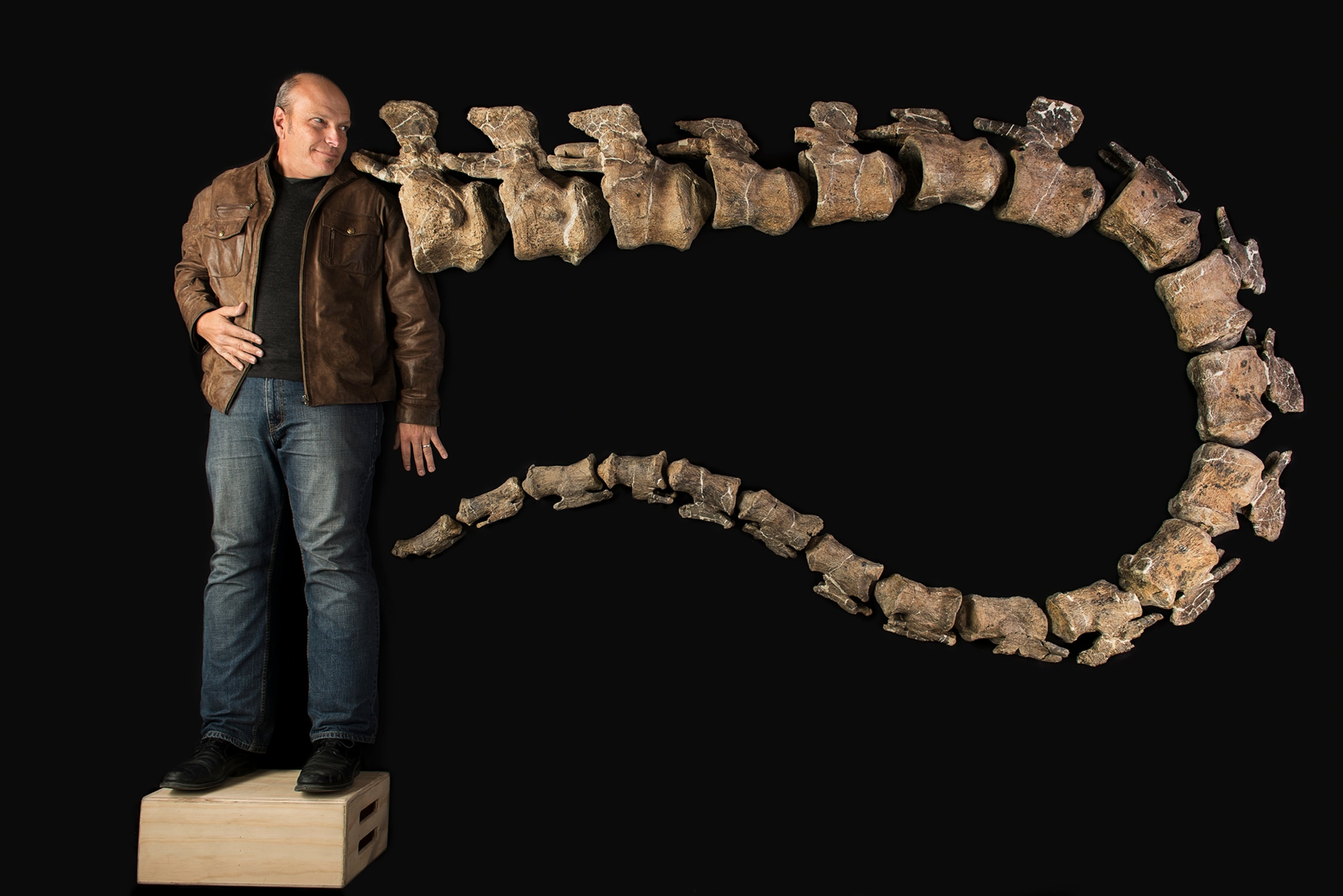 Half of the tail belonging to a Sauropod found in Patagonia.