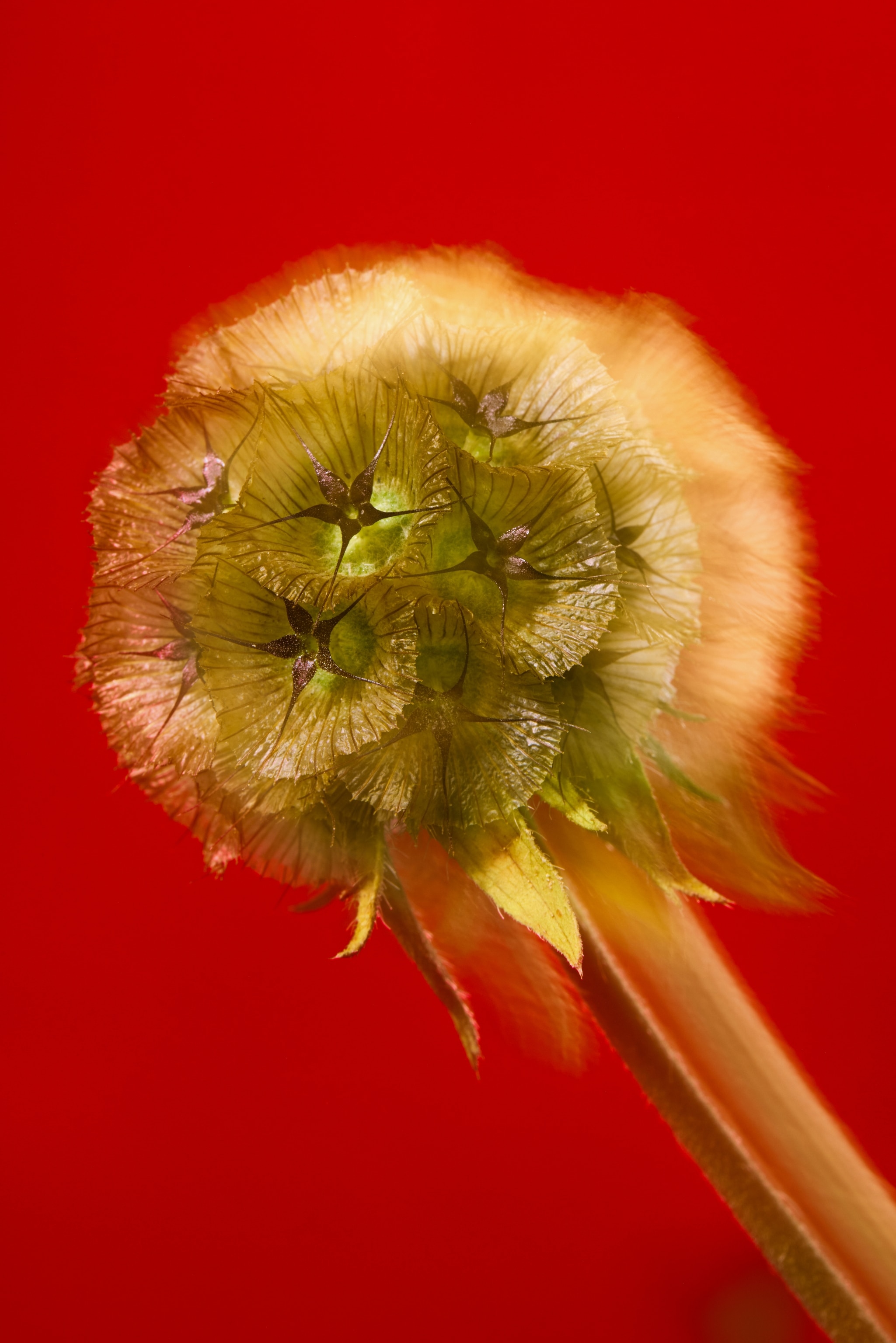 A scabiosa stellata (Lomelosia stellata) with geometric seed pods grows at Redwood Roots Farm in Bayside, California.