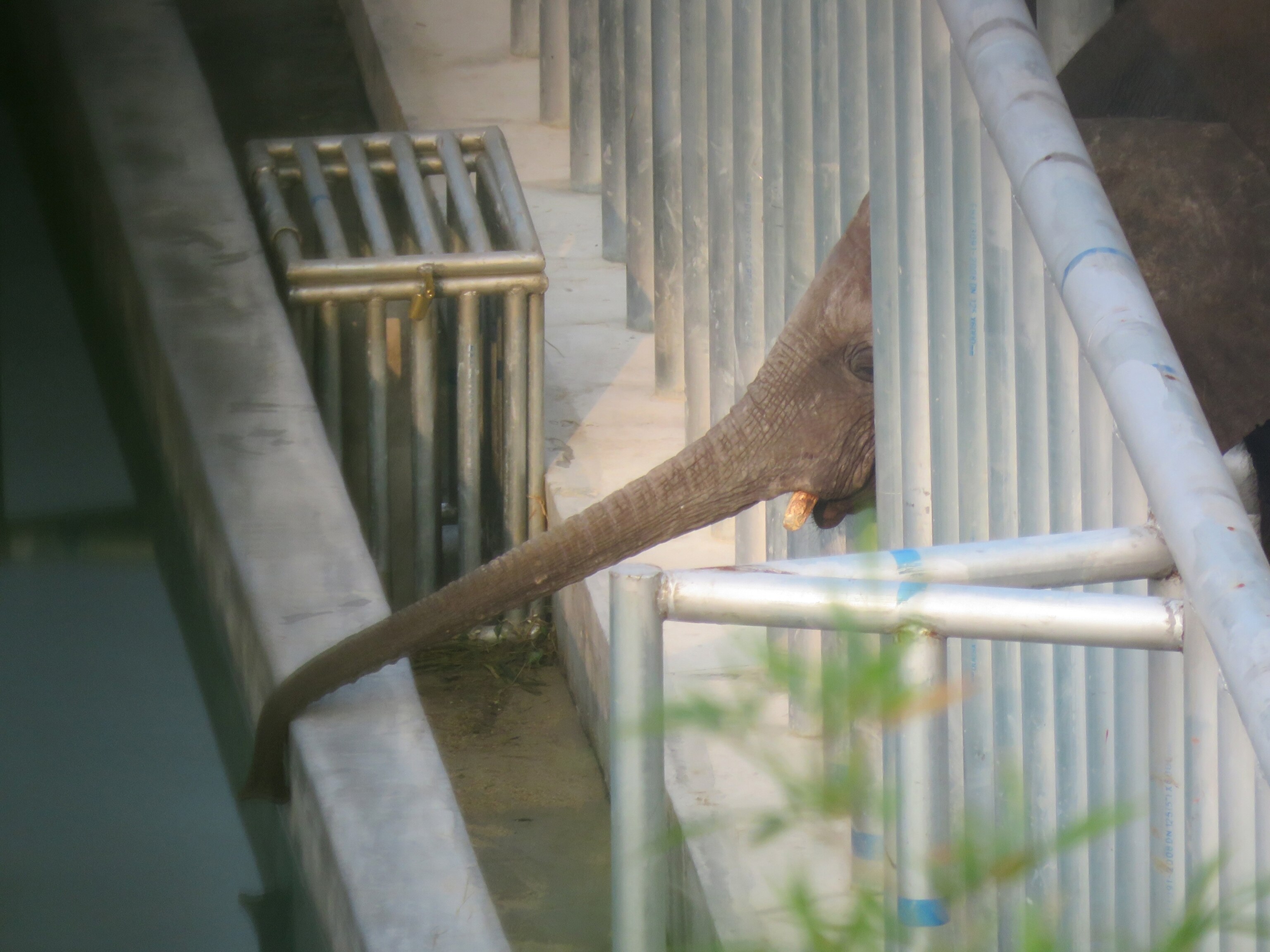 four-year-old male calf stretches his trunk toward the water