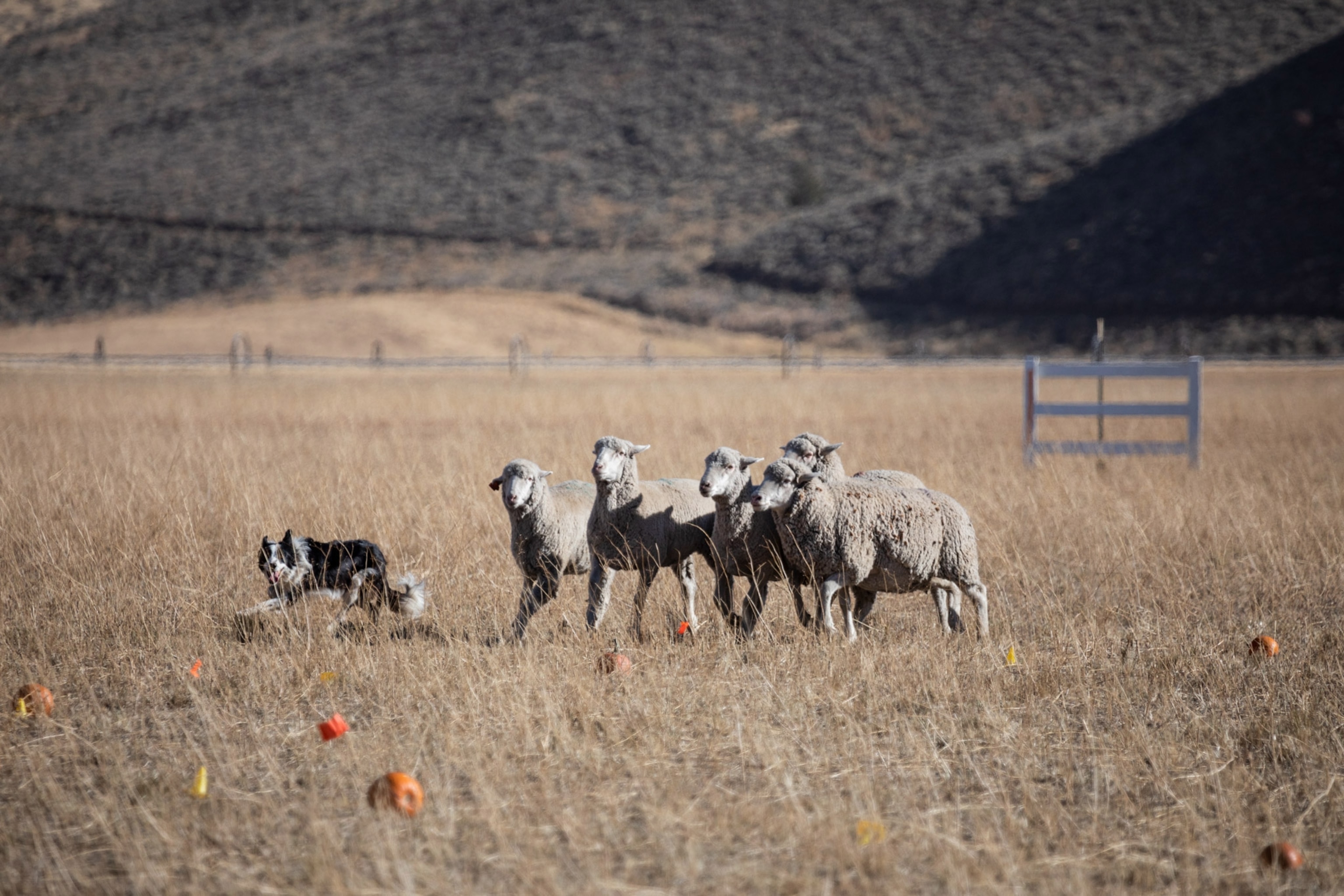 a dog participating in a sheepherding contest in Hailey, Idaho