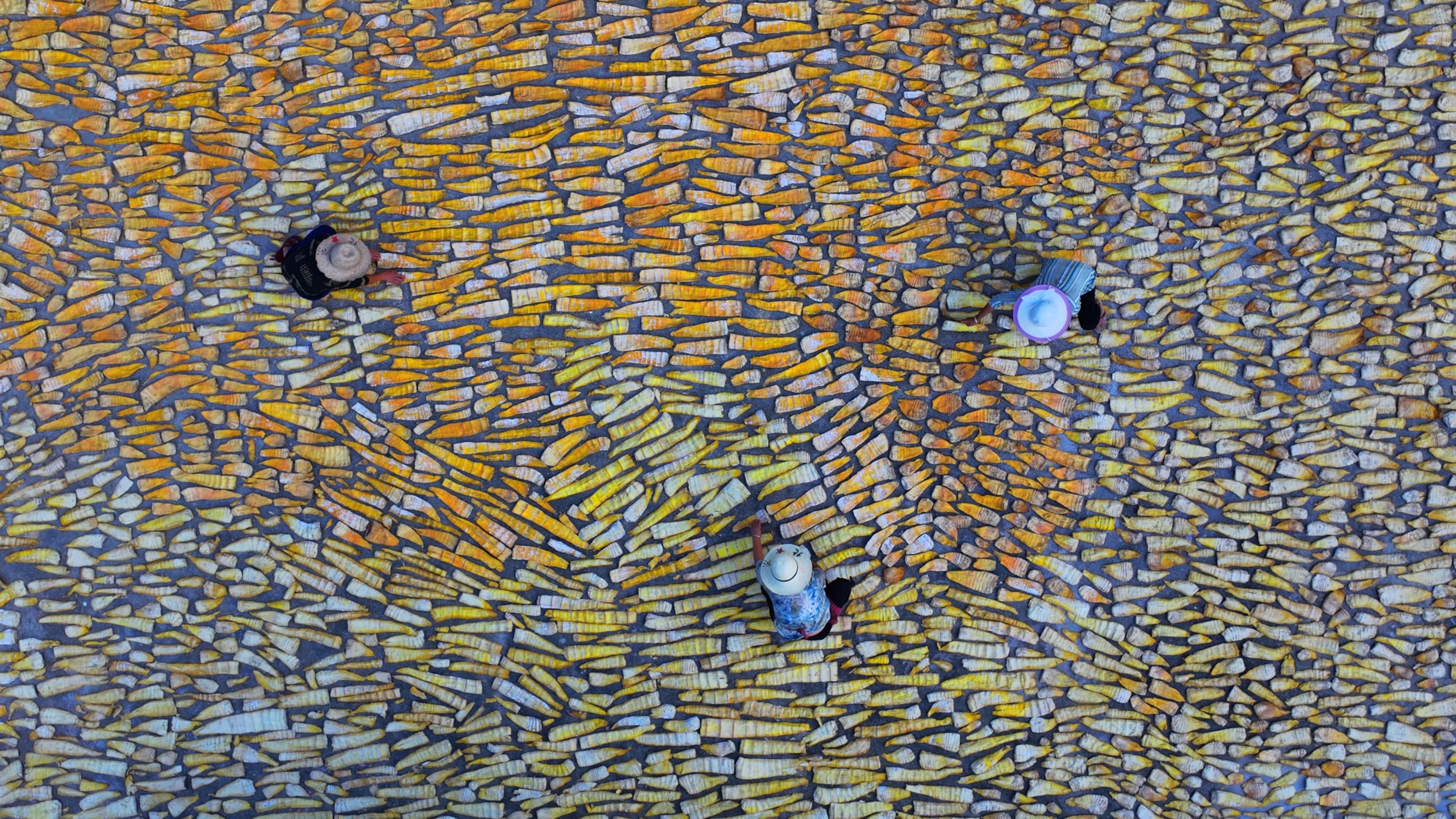 Aerial view of three workers in wide-brimmed hats surrounded by layers of drying bamboo shoots in shades of yellow and orange