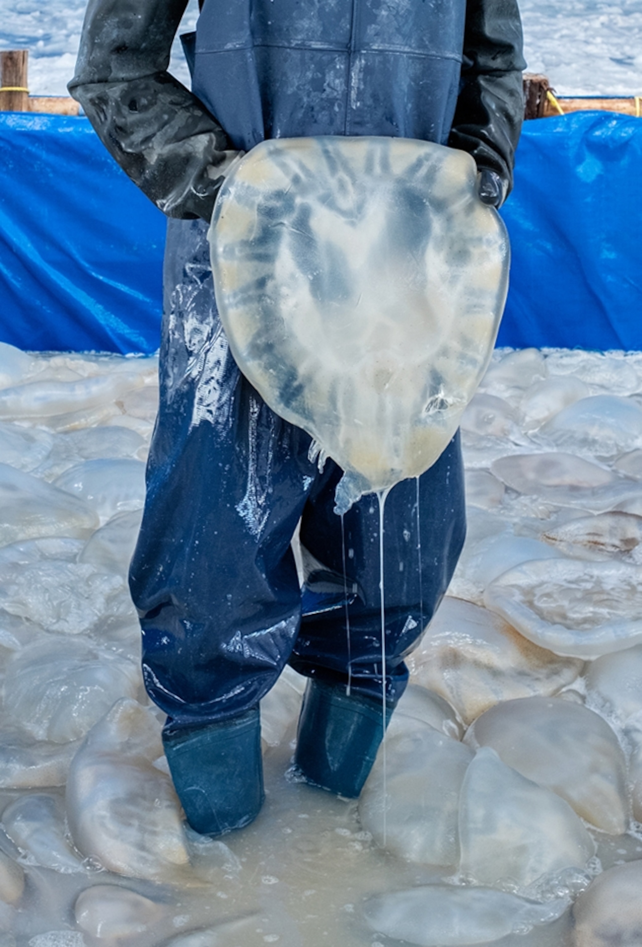 A man stands holding a jellyfish