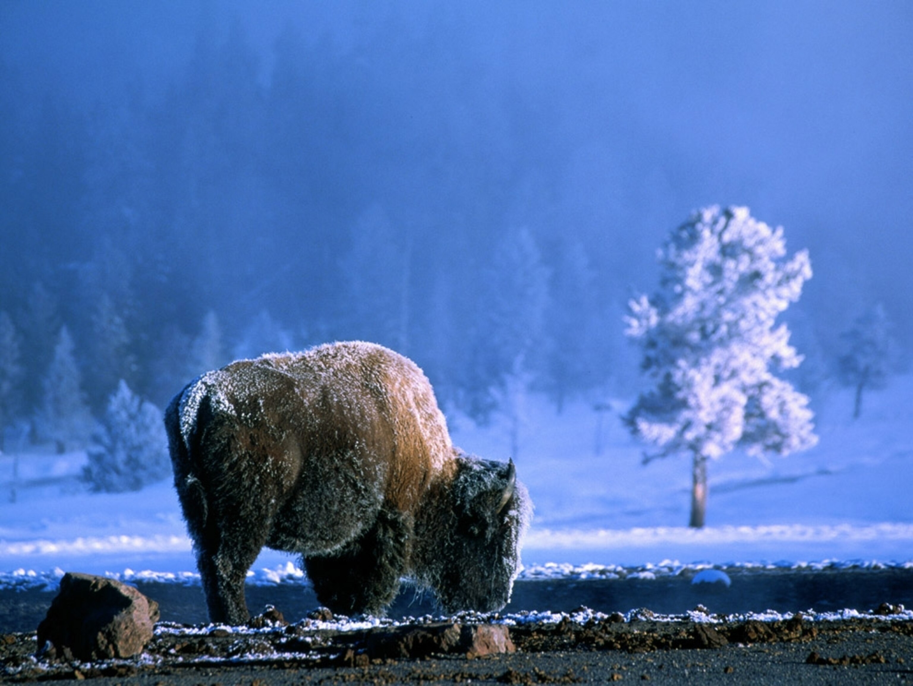 Bison grazing in snow