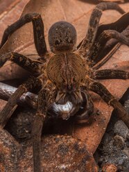 Giant Spider Eating Snake