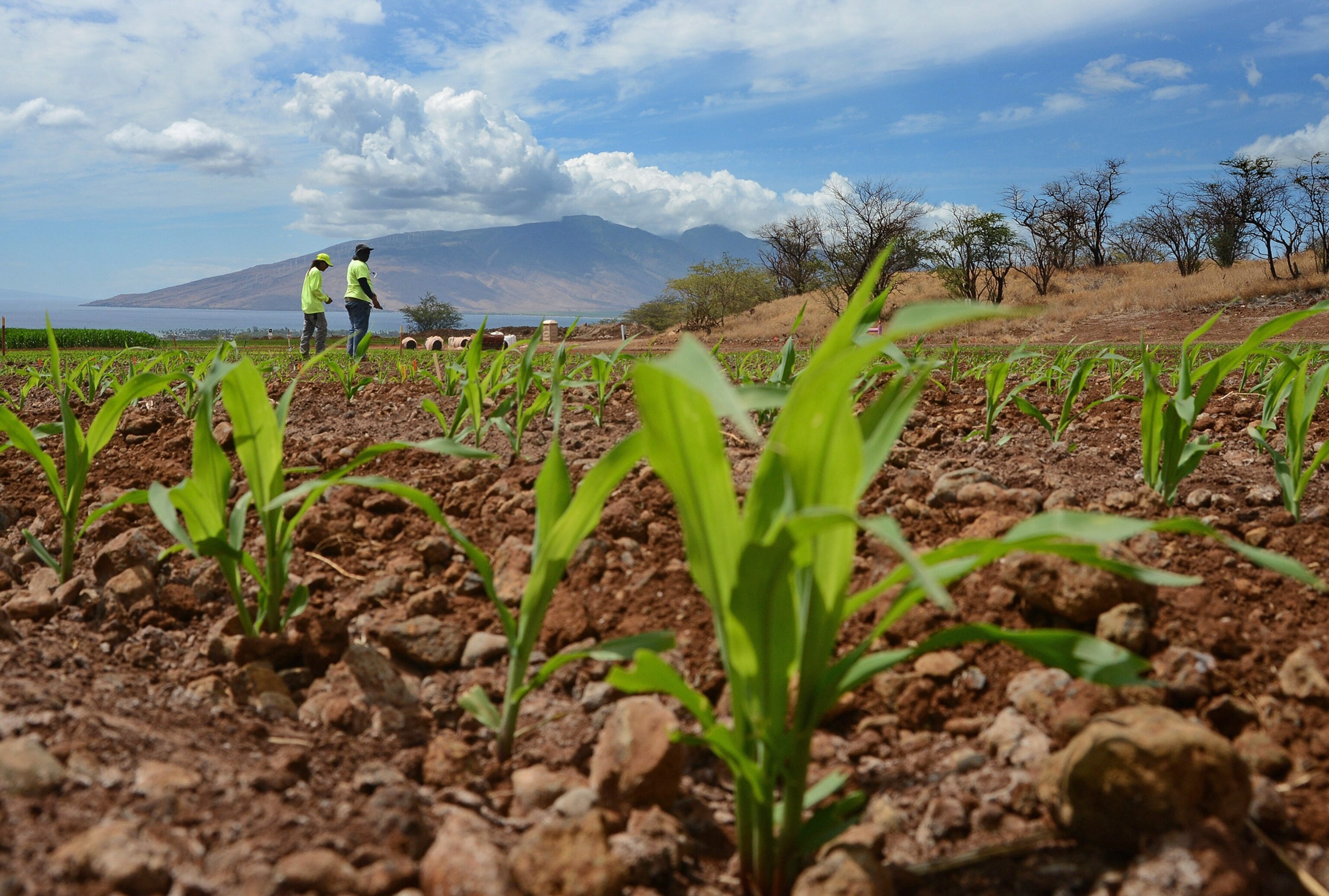 a corn field in Hawaii.