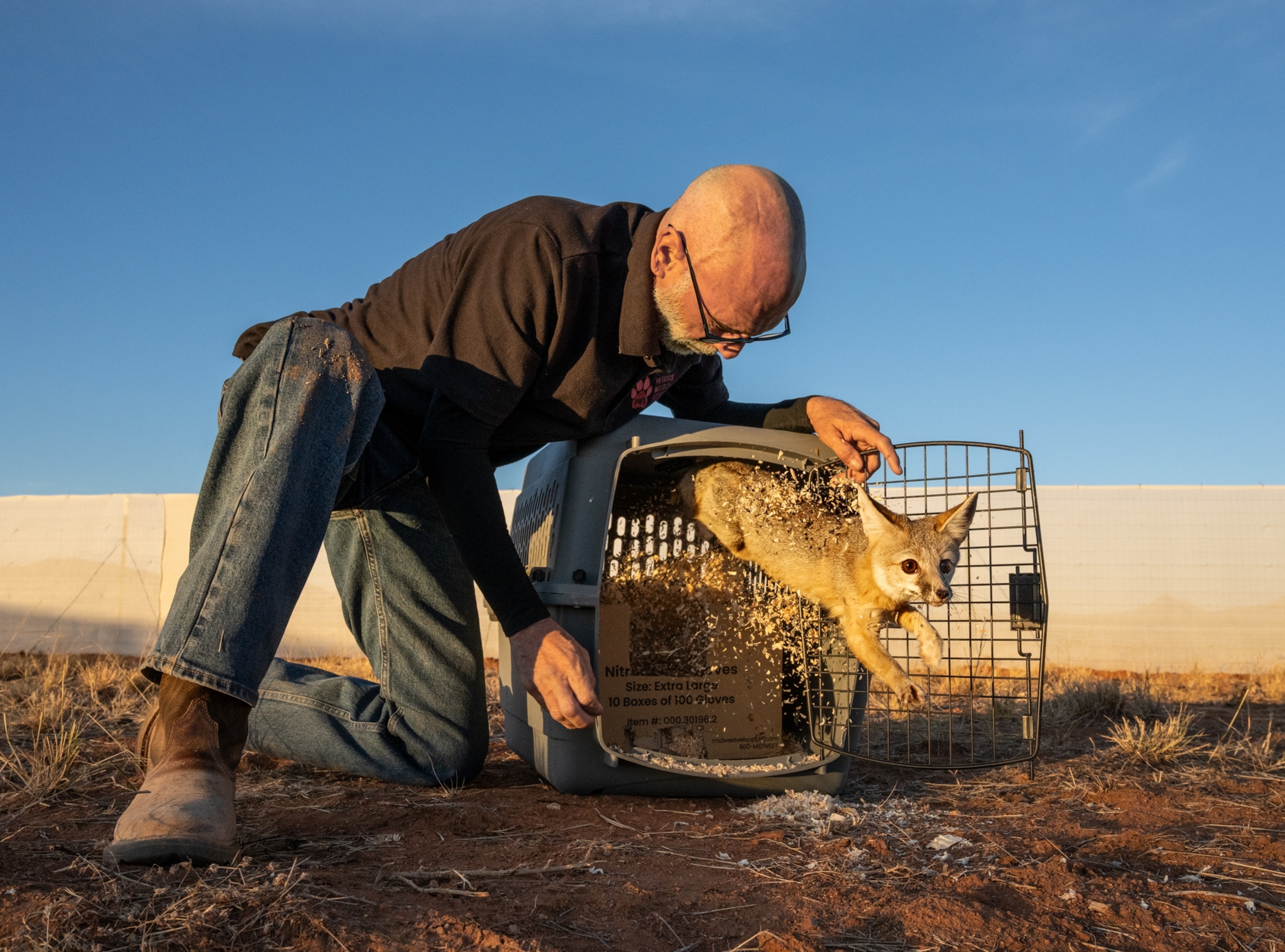 Scott Patrick, wildlife technician, releases a kit fox (Vulpes macrotis) as part of a reintroduction program at La Cienega Ranch in Cochise County, Arizona.
