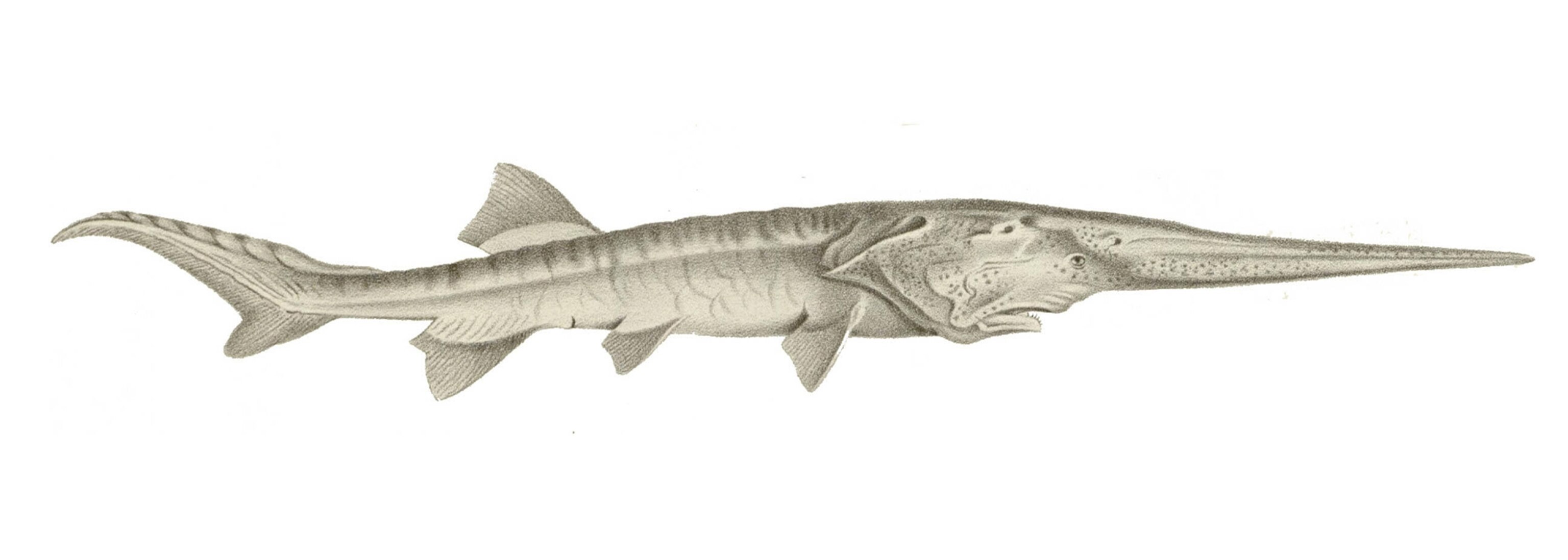 an illustration of a Chinese paddlefish