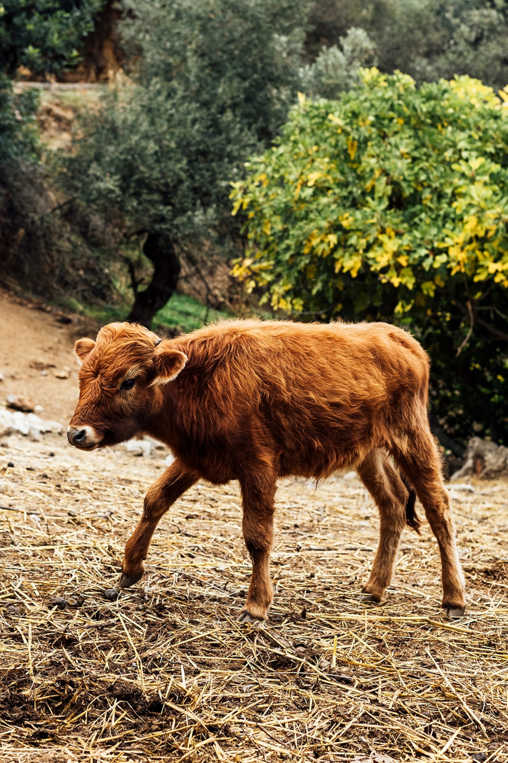 A cow roams through a field.