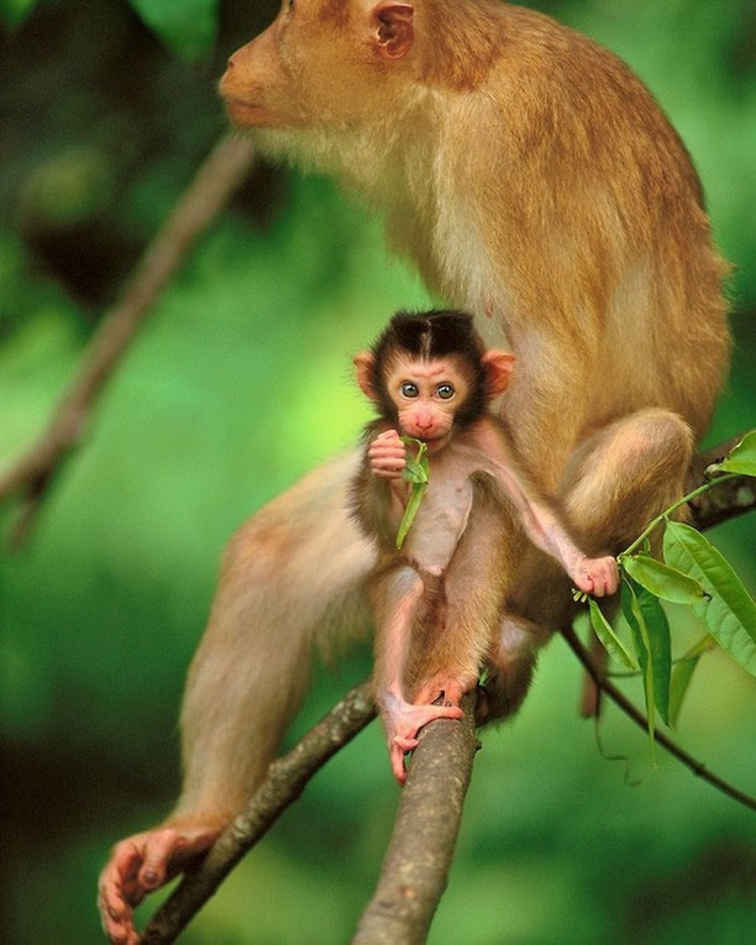 pig-tailed macaques in Borneo