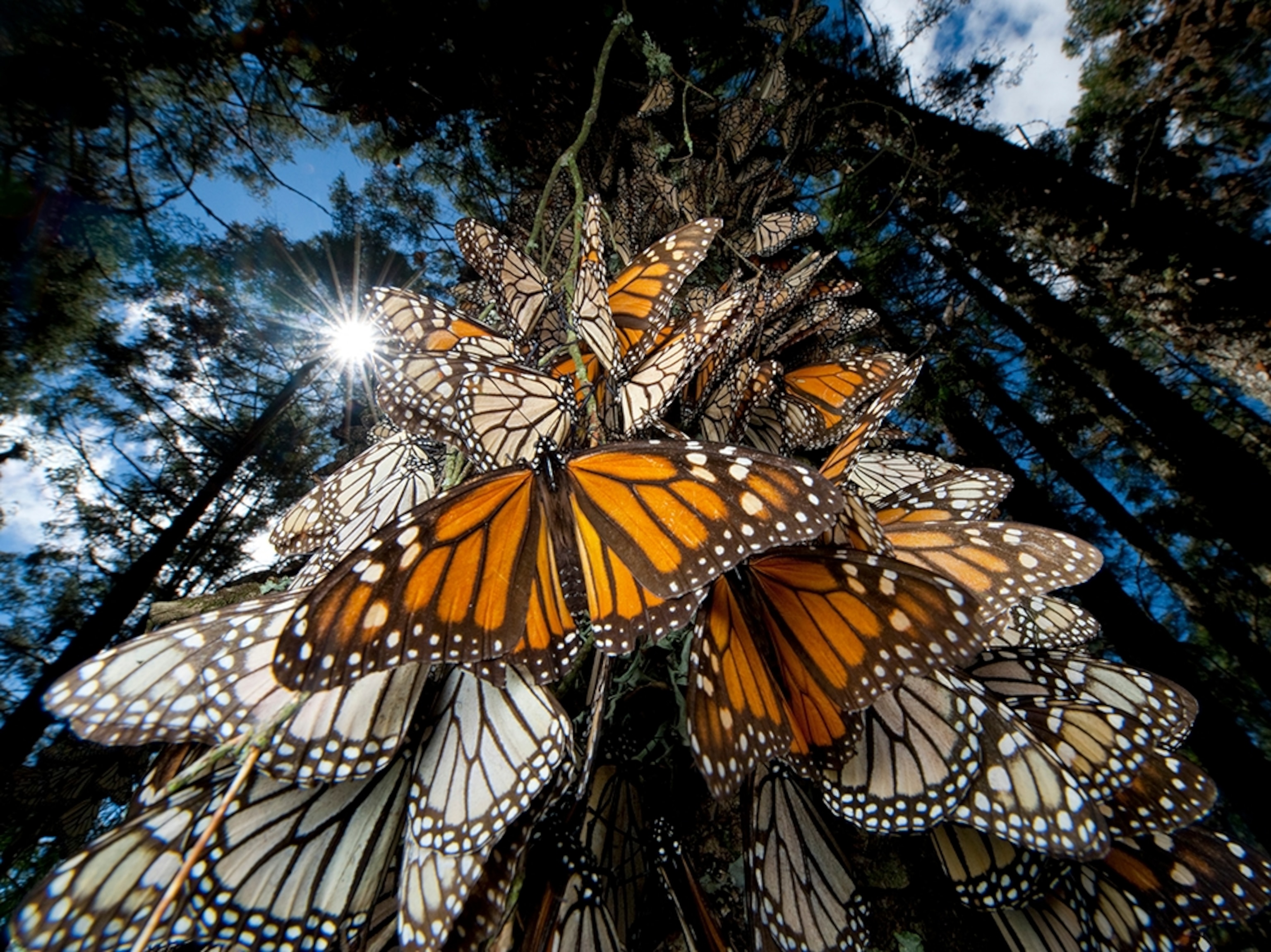monarchs during migration