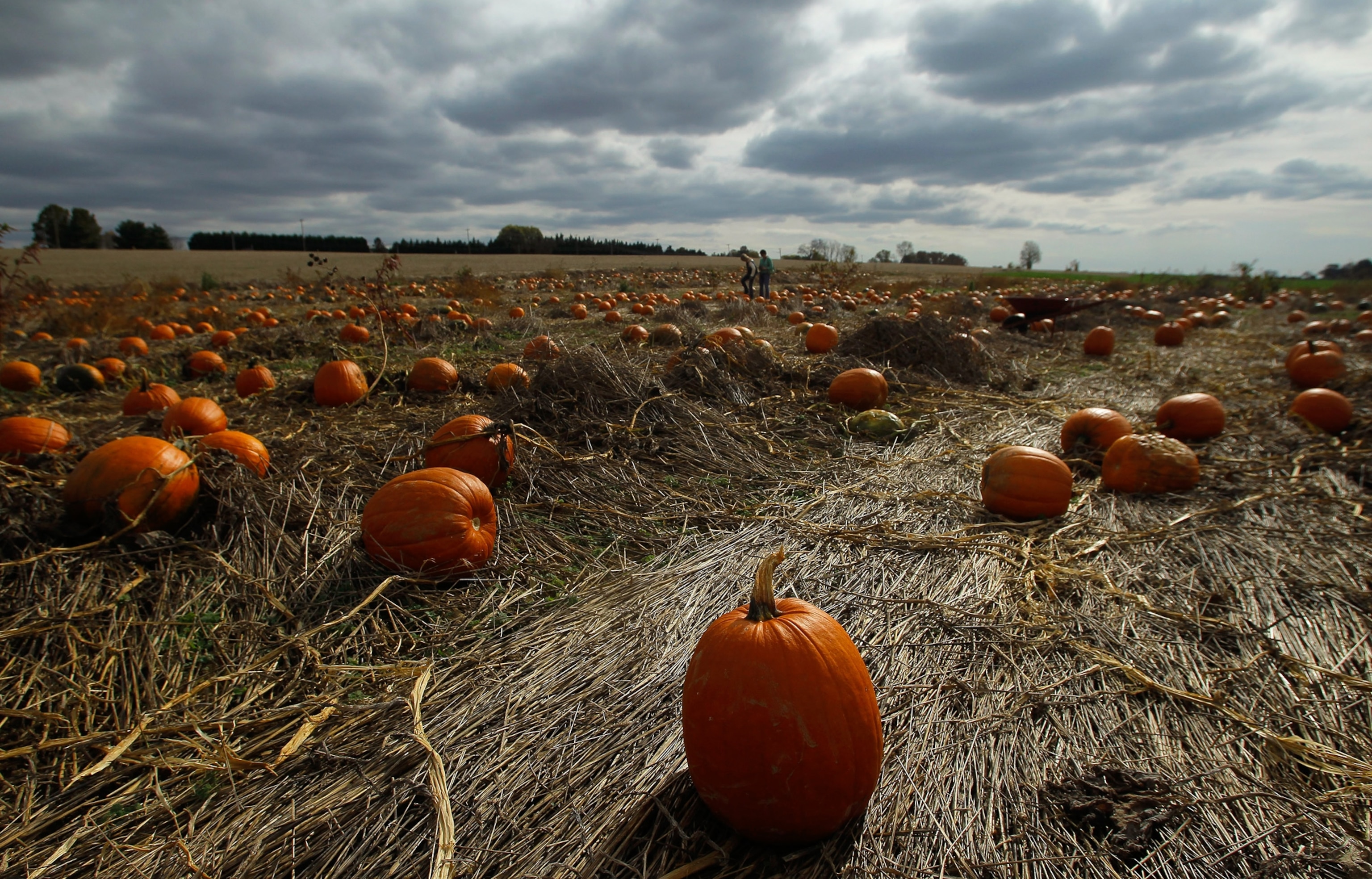 pumpkins in a field in Maryland