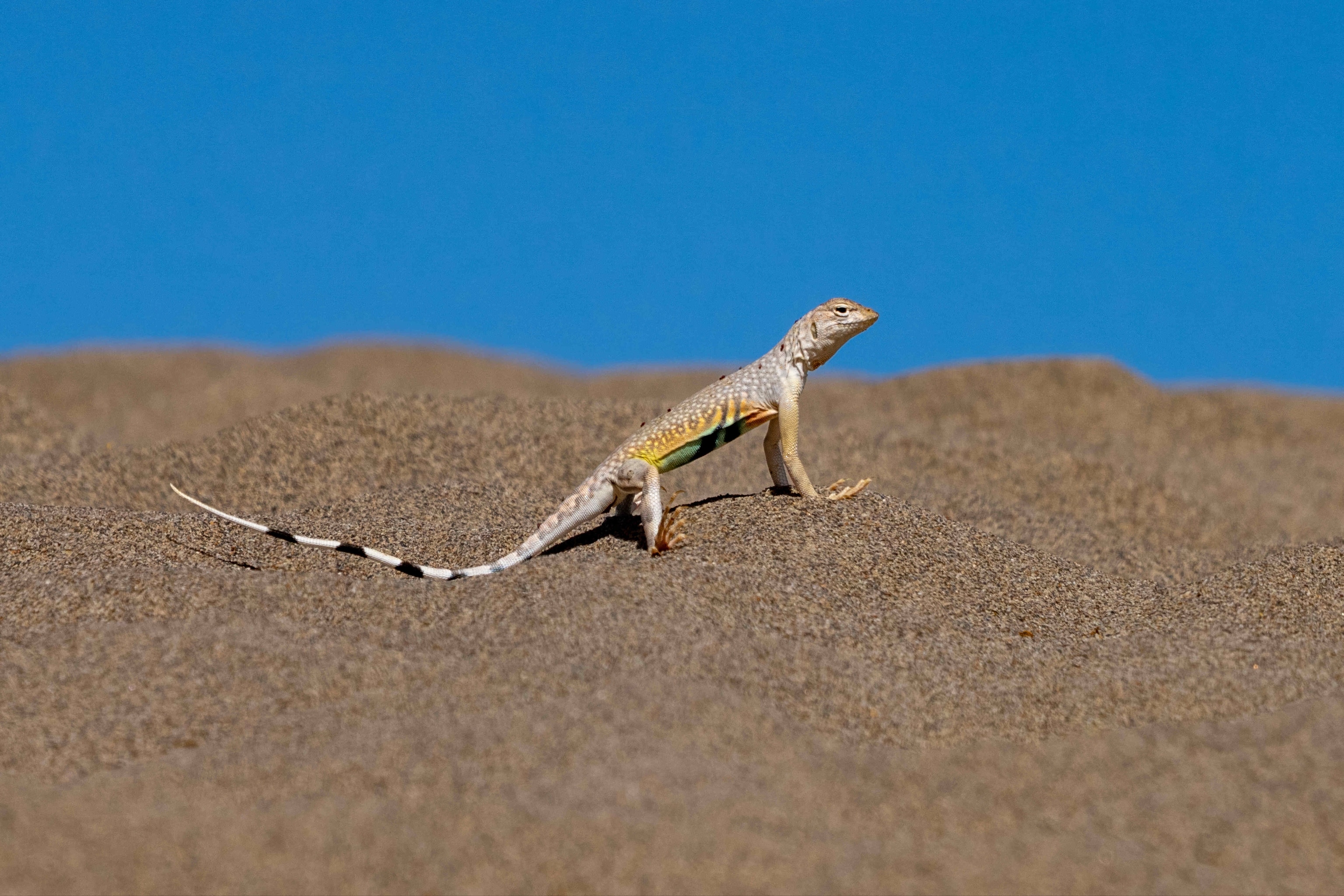 A lizard stands in the hot sand and lifts its toes up in Death Valley National Park