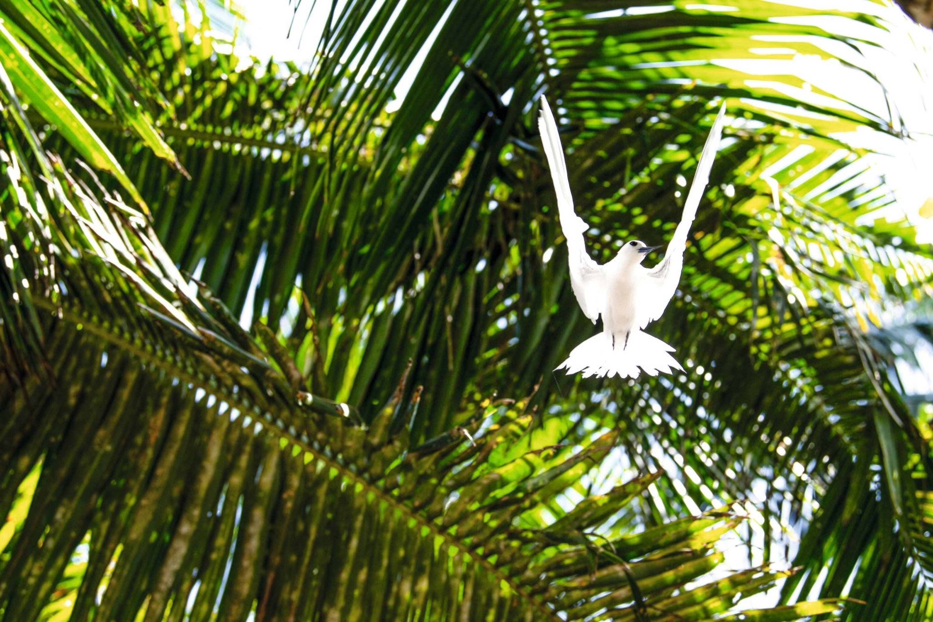 A fairy tern in flight on Aride, where birds outnumber people by 1.25 million to 10.