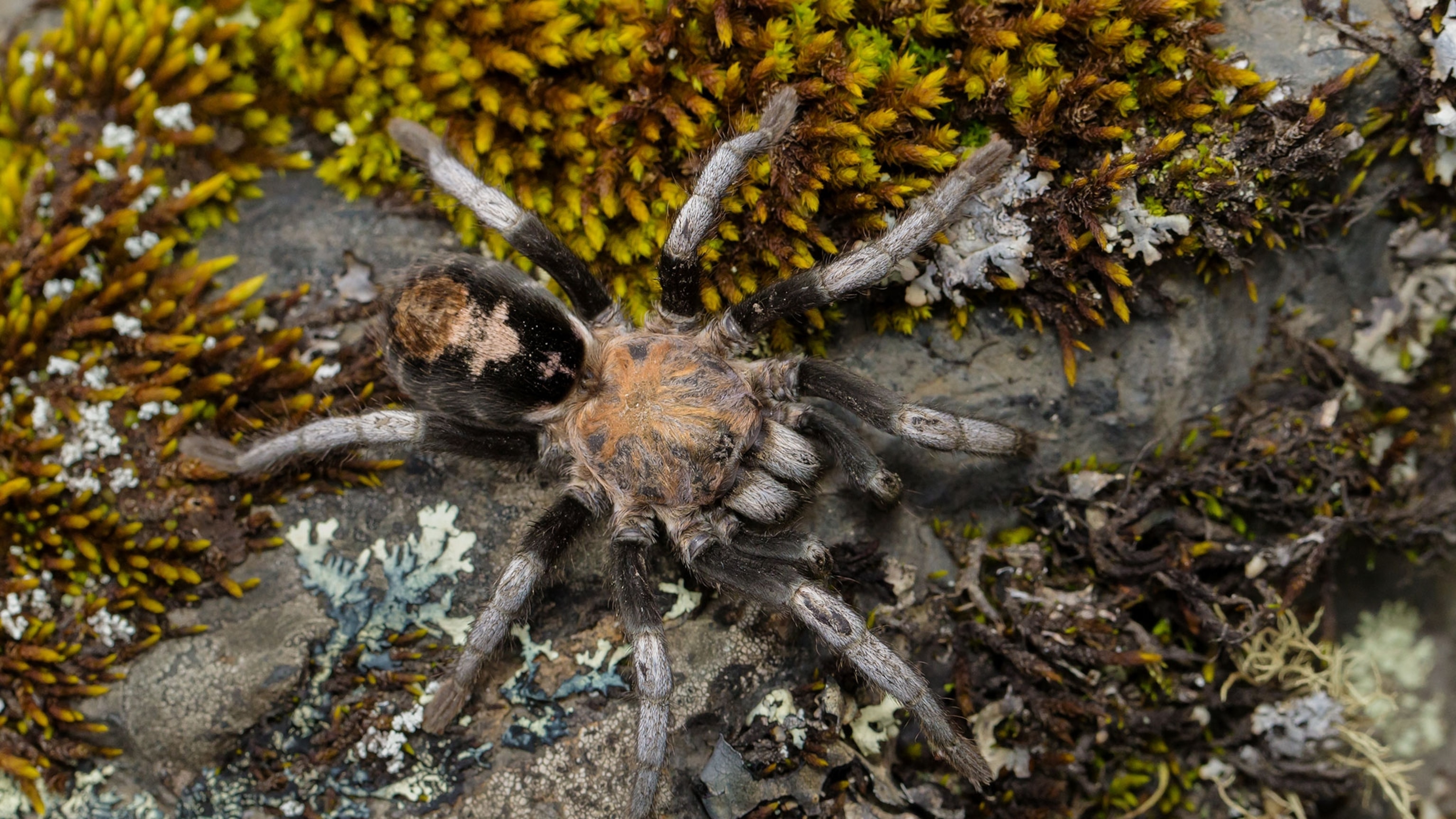 New High-Altitude Tarantula Species Discovered | National Geographic