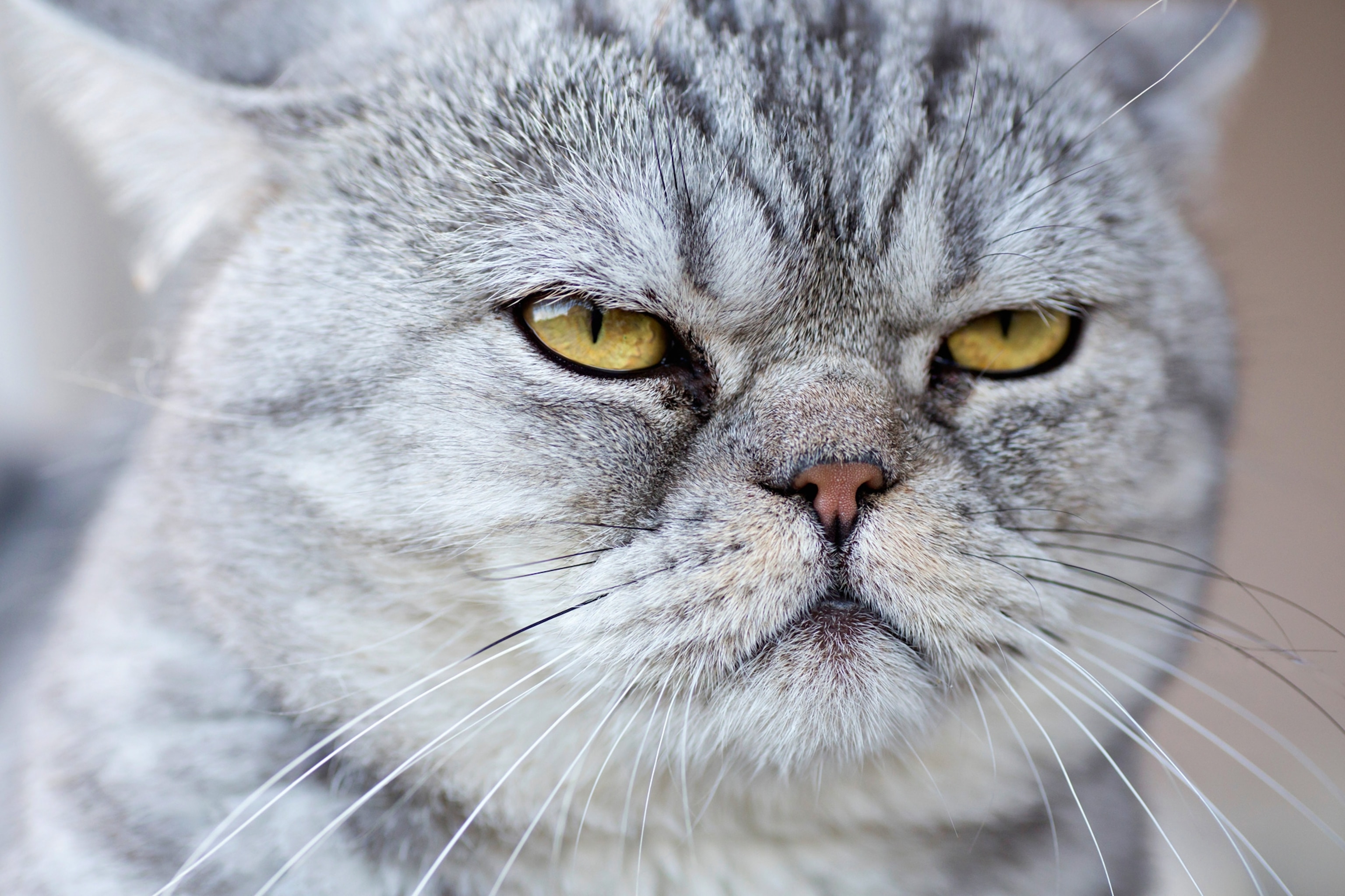 Cat Breeders: 28 Questions You Should Ask for Cat Breeders