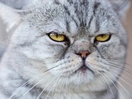  Pets Dogs Cats Air S 