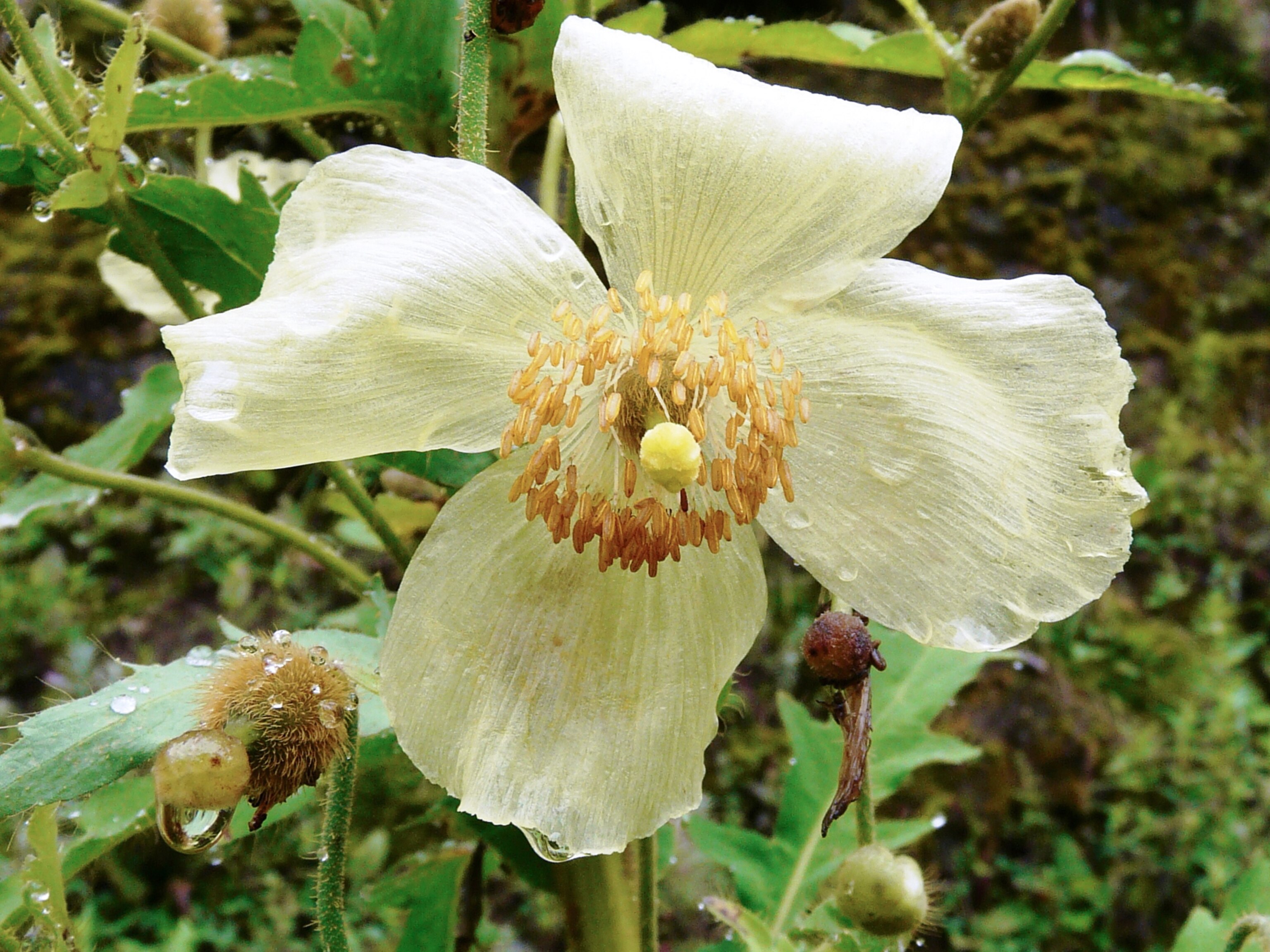 Nepalese autumn poppy picture: one of the top ten new species of 2011