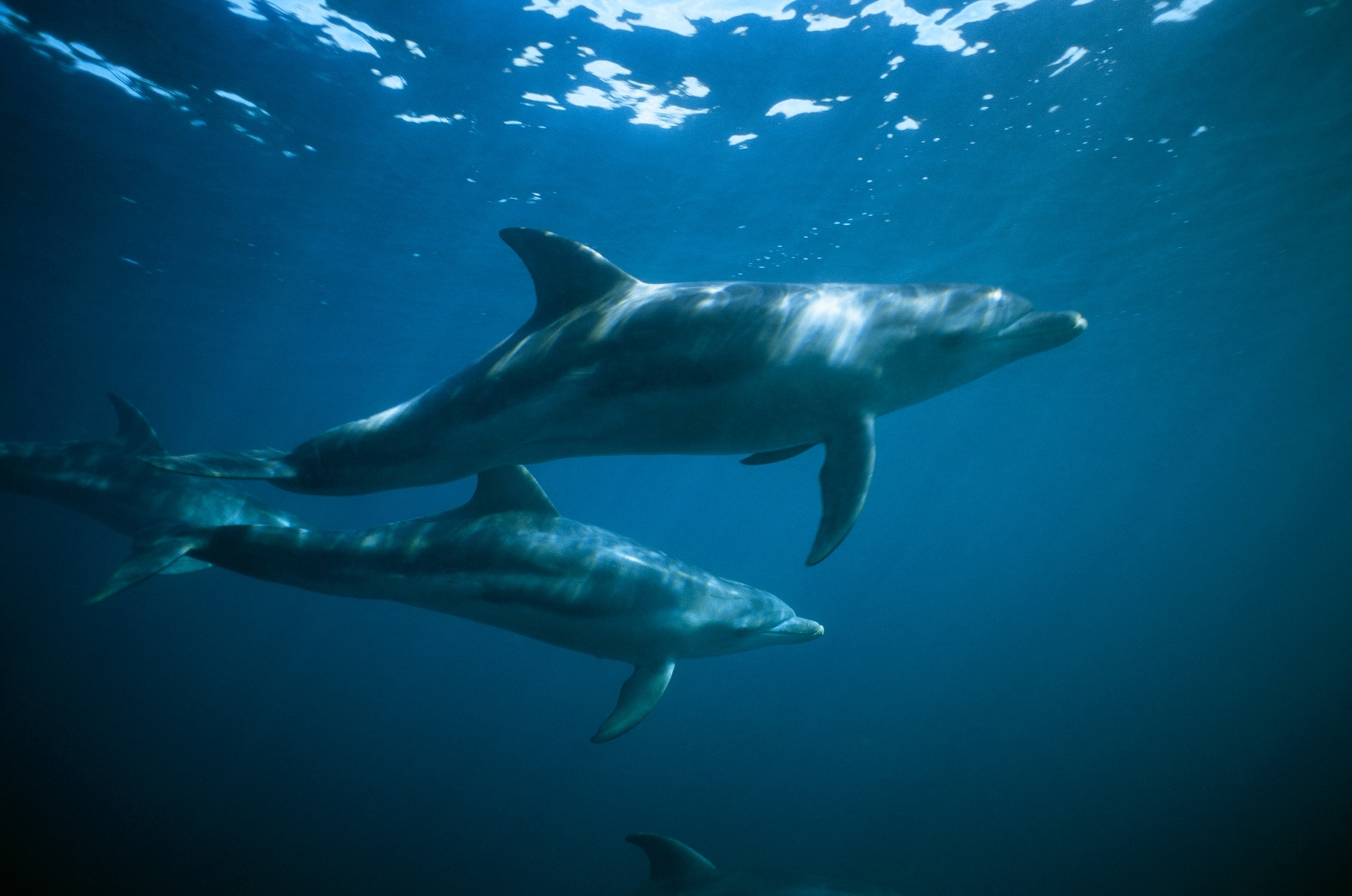 bottlenose dolphins