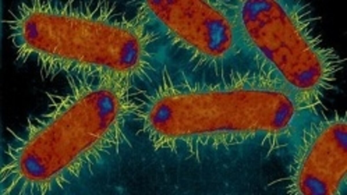 Can E. coli Save the World?