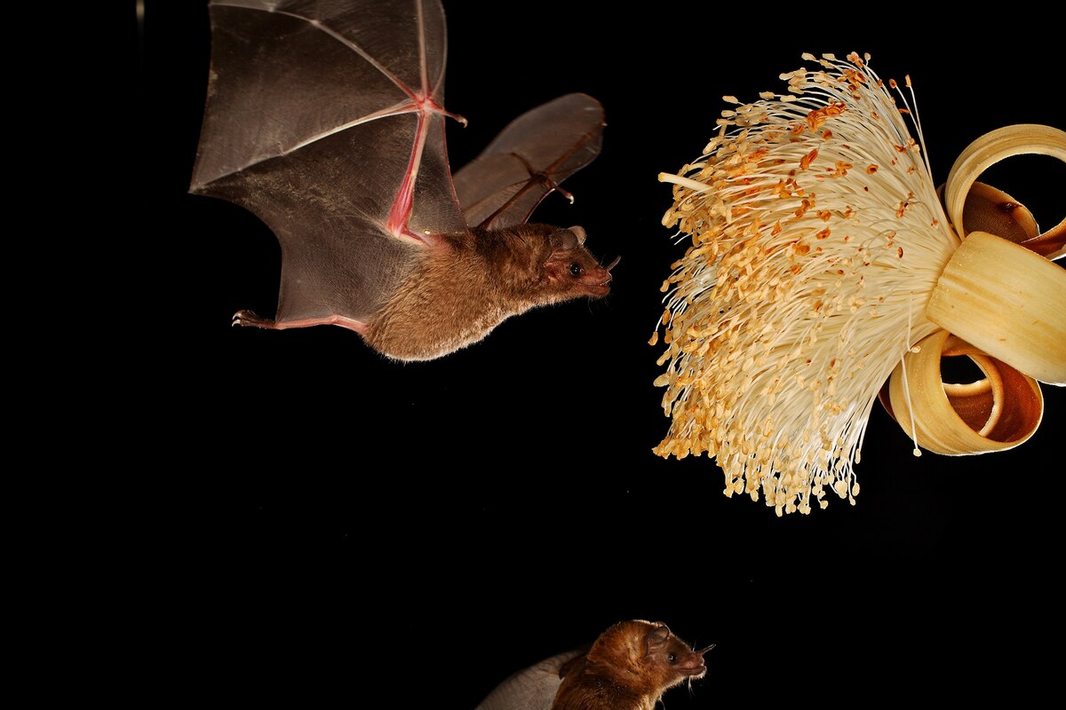 Bats regurgitate nectar for their babies—a new discovery
