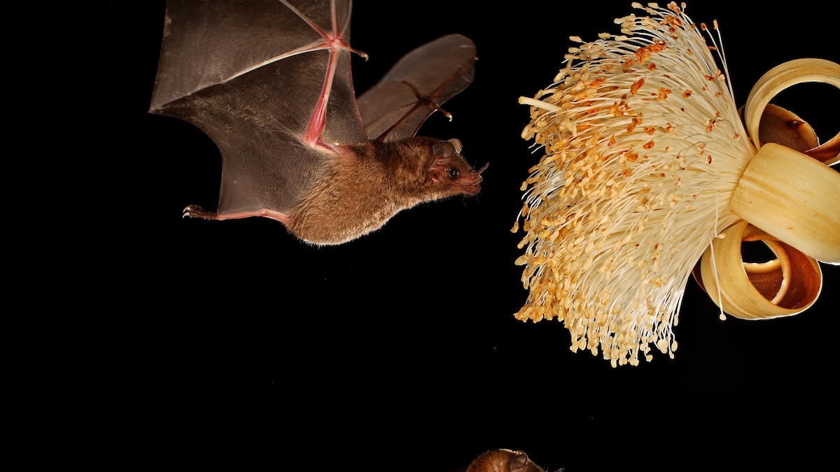 Bats regurgitate nectar for their babies—a new discovery