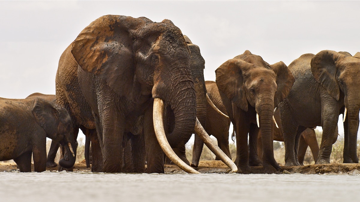 Beloved African Elephant Killed for Ivory—"Monumental" Loss