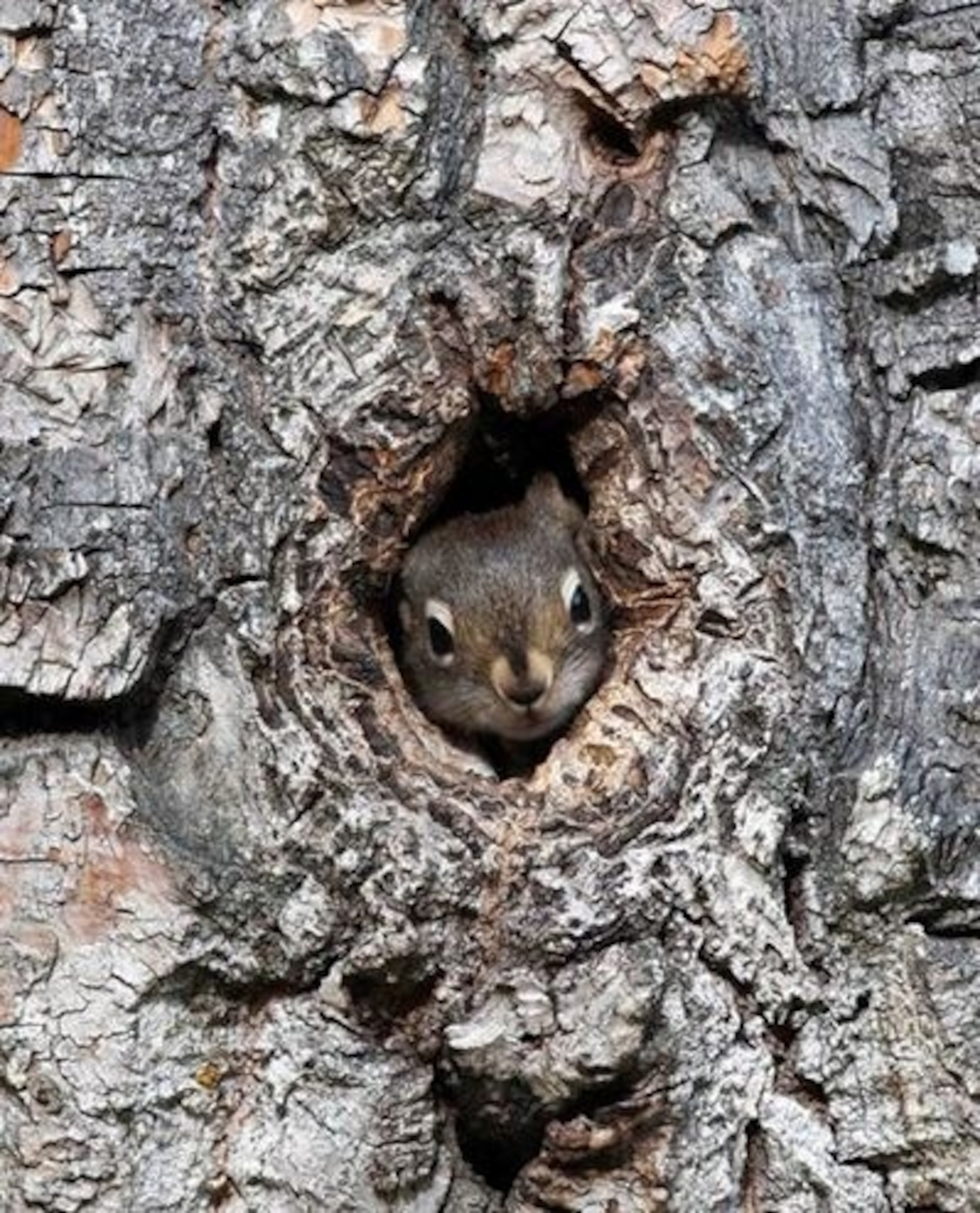 Second Banff Squirrel
