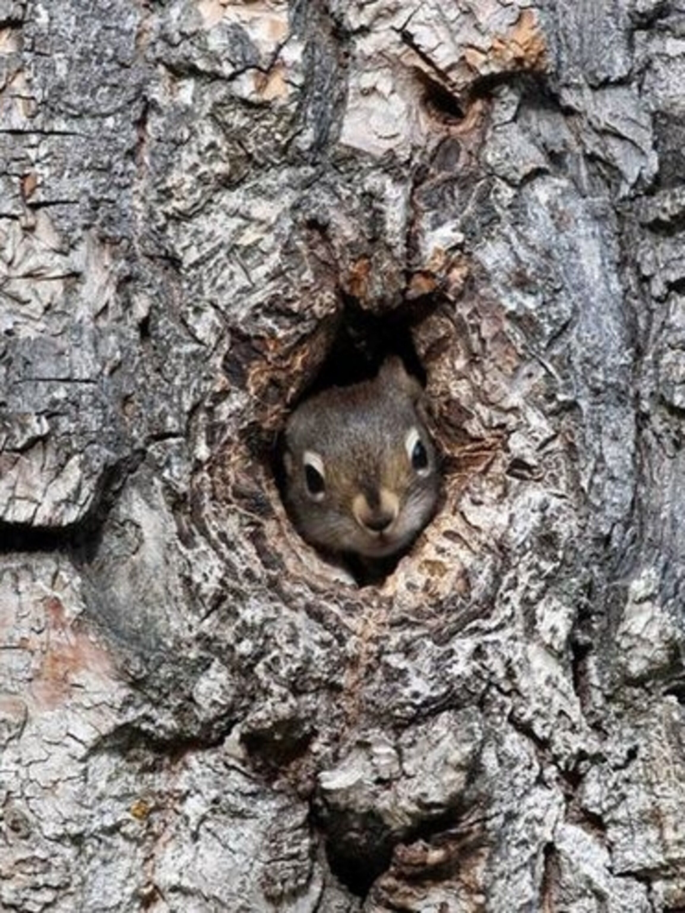 Squirrels Around the World