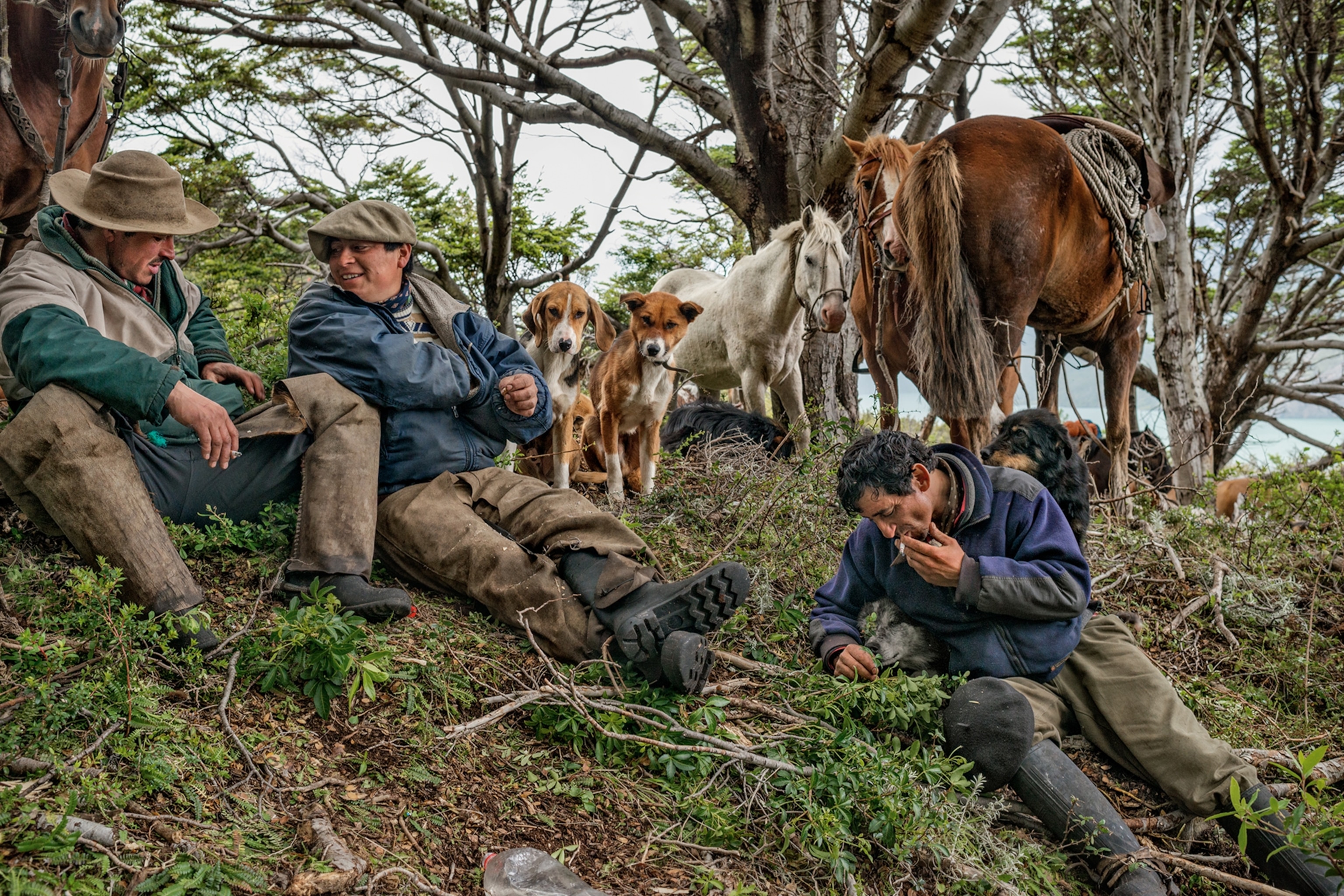 bagualeros resting with their horses and dogs
