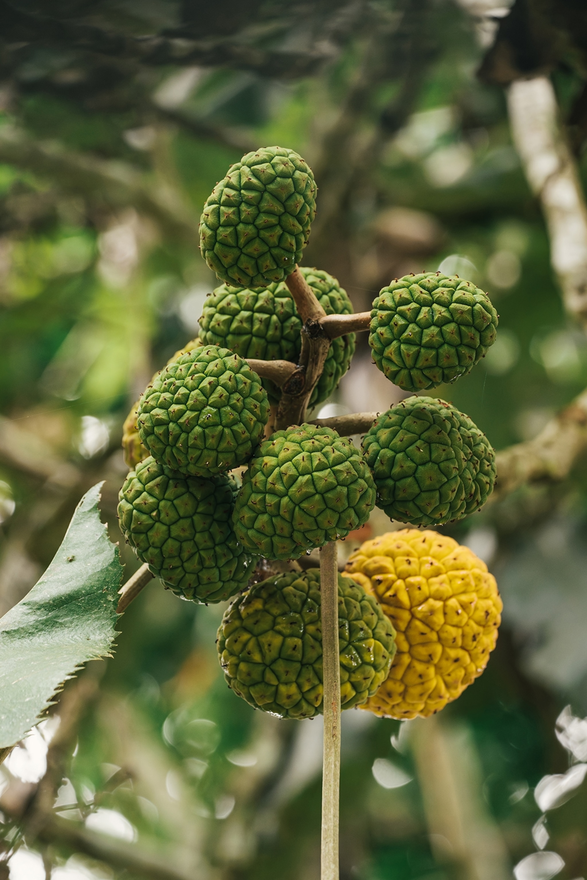 A close-up of a hand of mulberries on a stem.