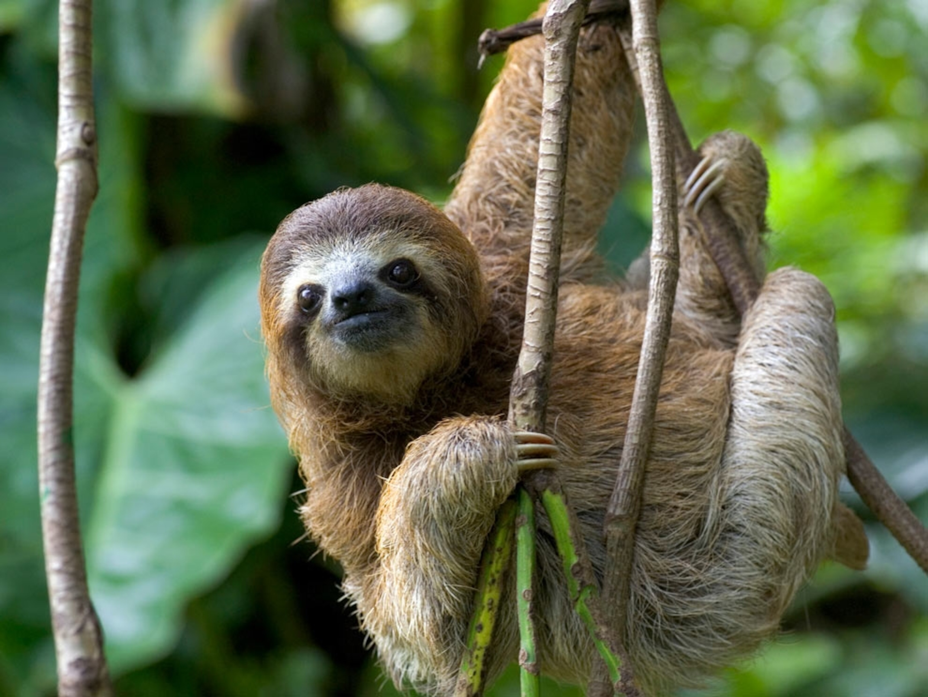 Three-toed sloth hanging from branch