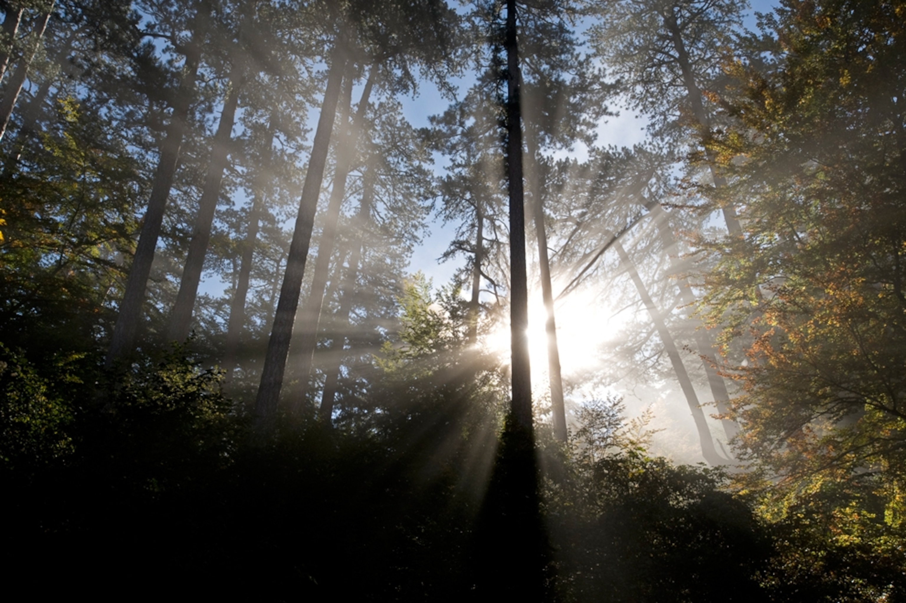 Sun shining through forest trees