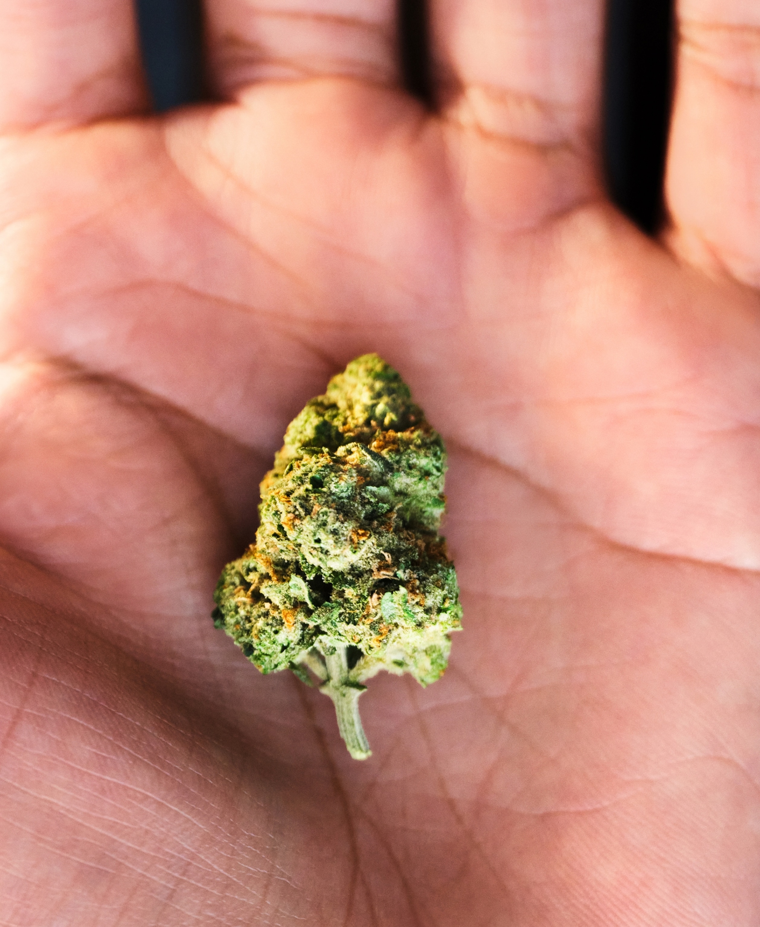 A hand holds a Flowerhouse brand cannabis flower.
