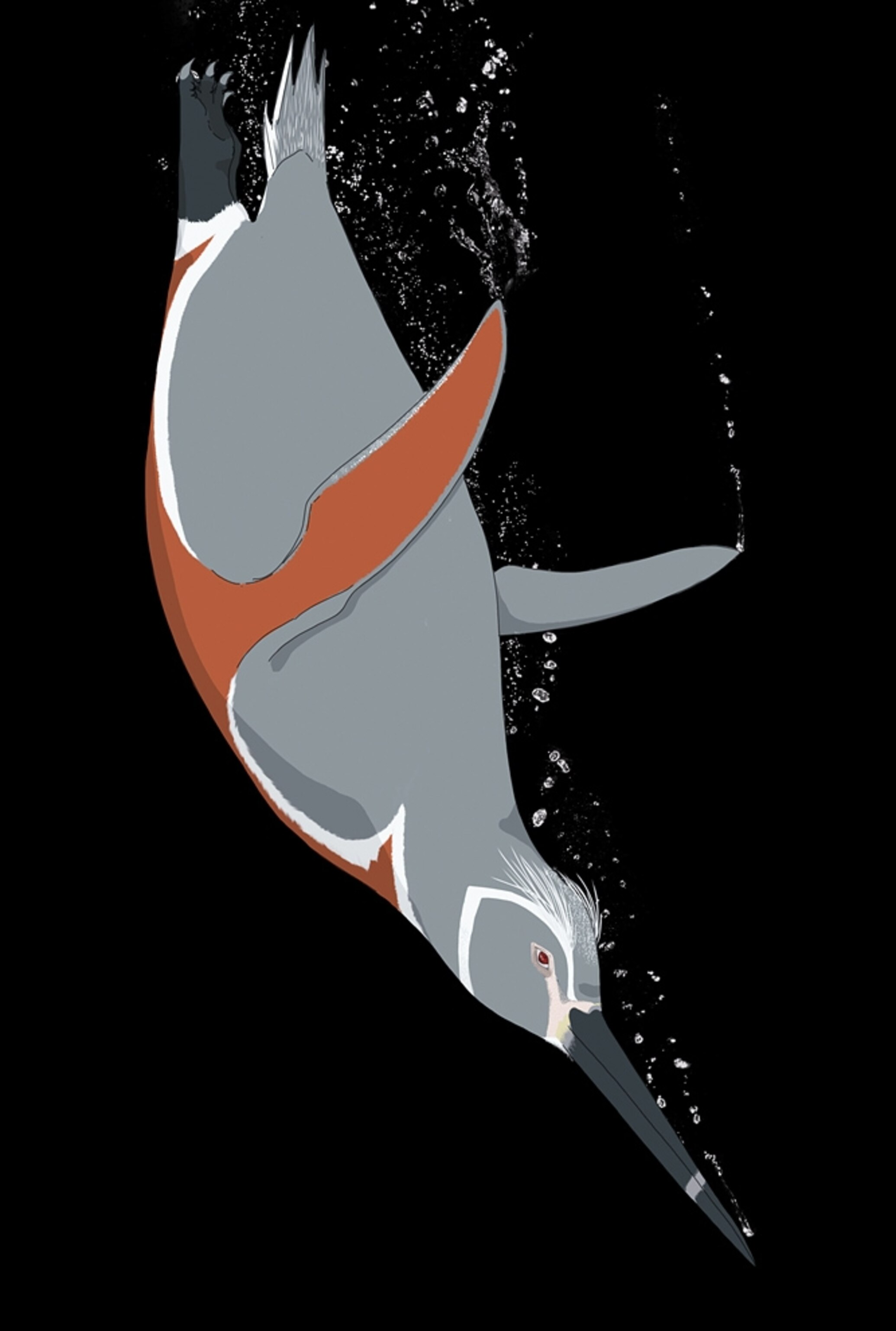 A picture of the fossil penguin's species' plumage