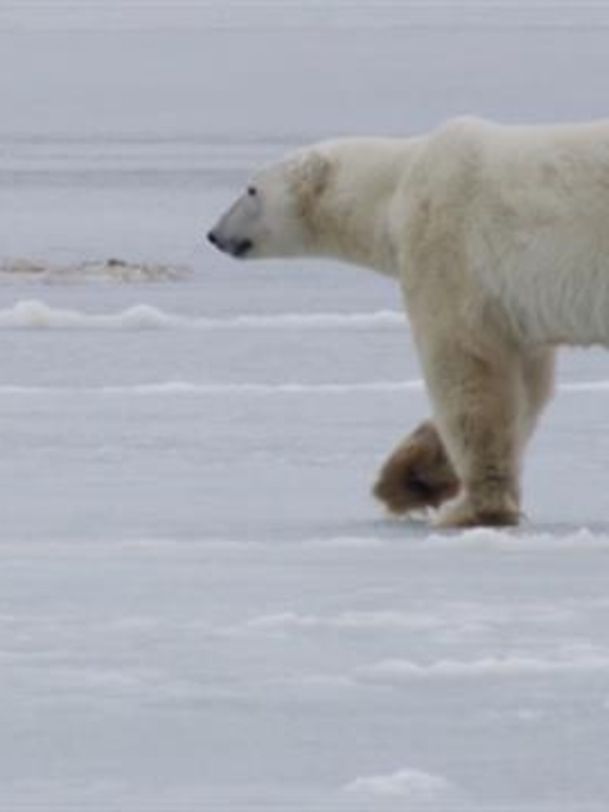ロシア ソ連切手】1987 USSR WWF Polar Bearシート