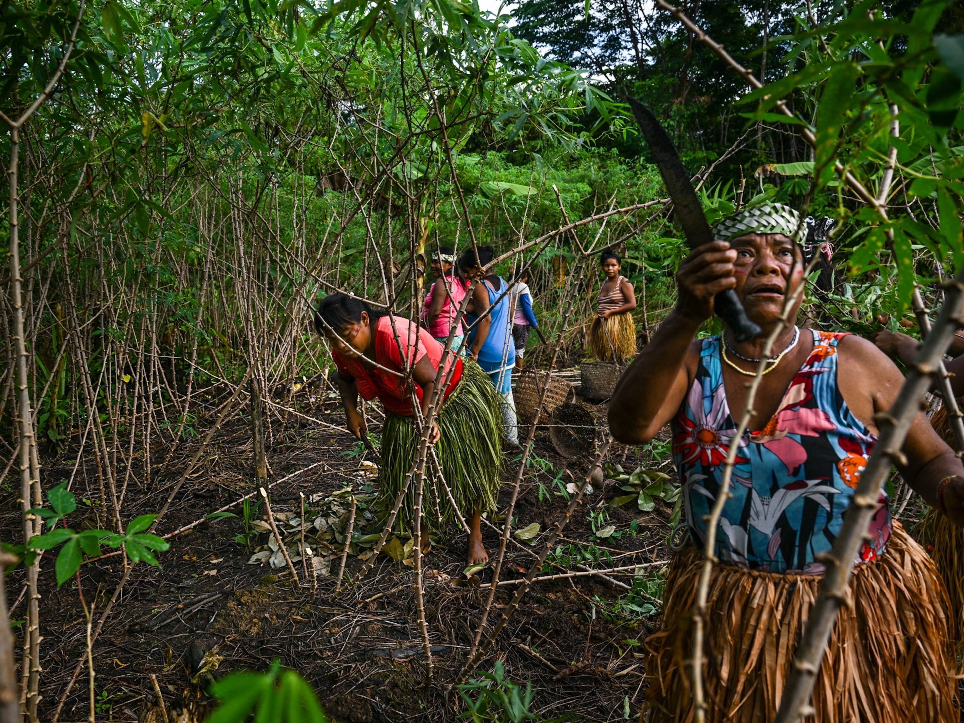 essay deforestation effects