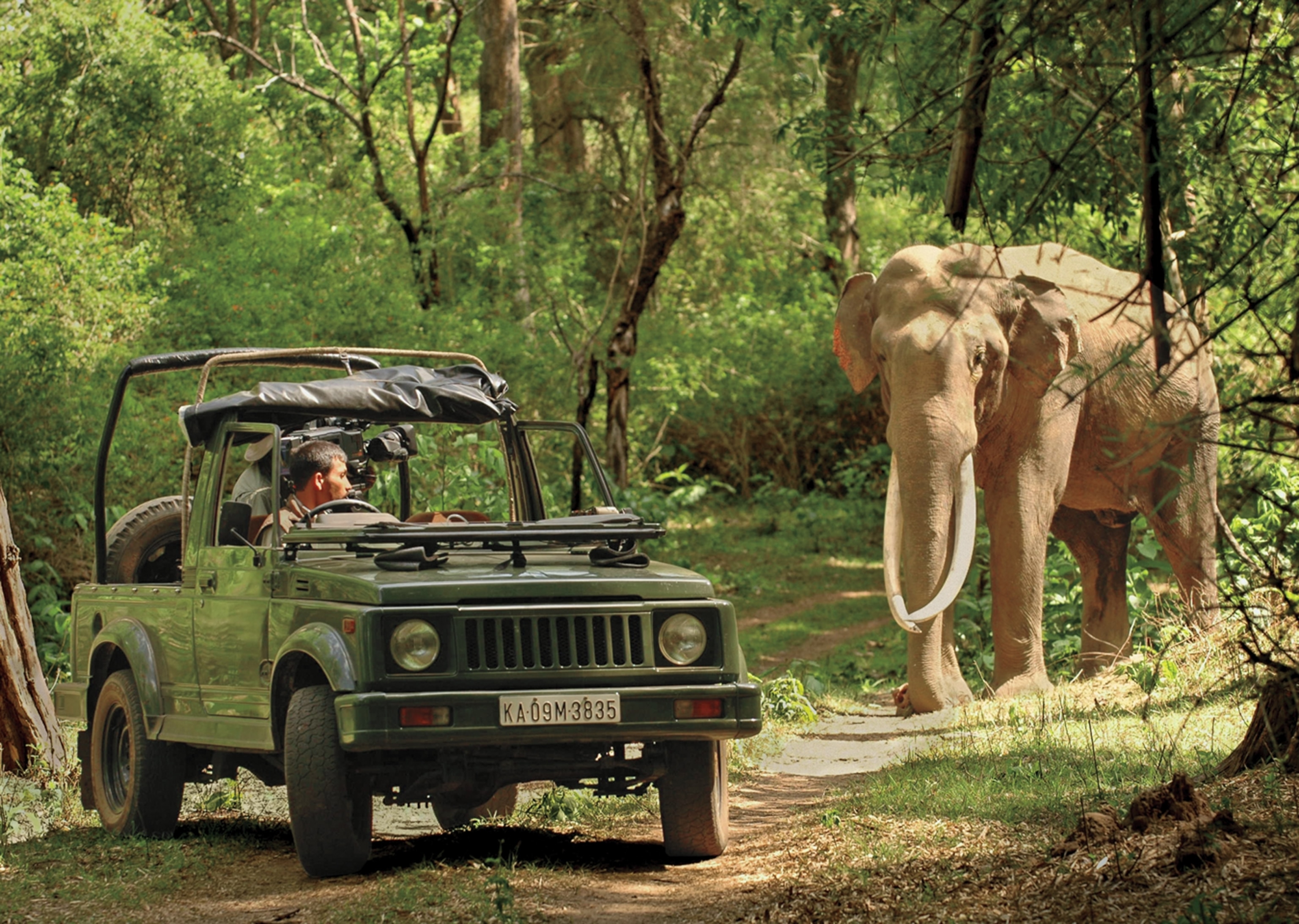 From the back of the jeep, photographer is filming a lone elephant grazing along the forest road.