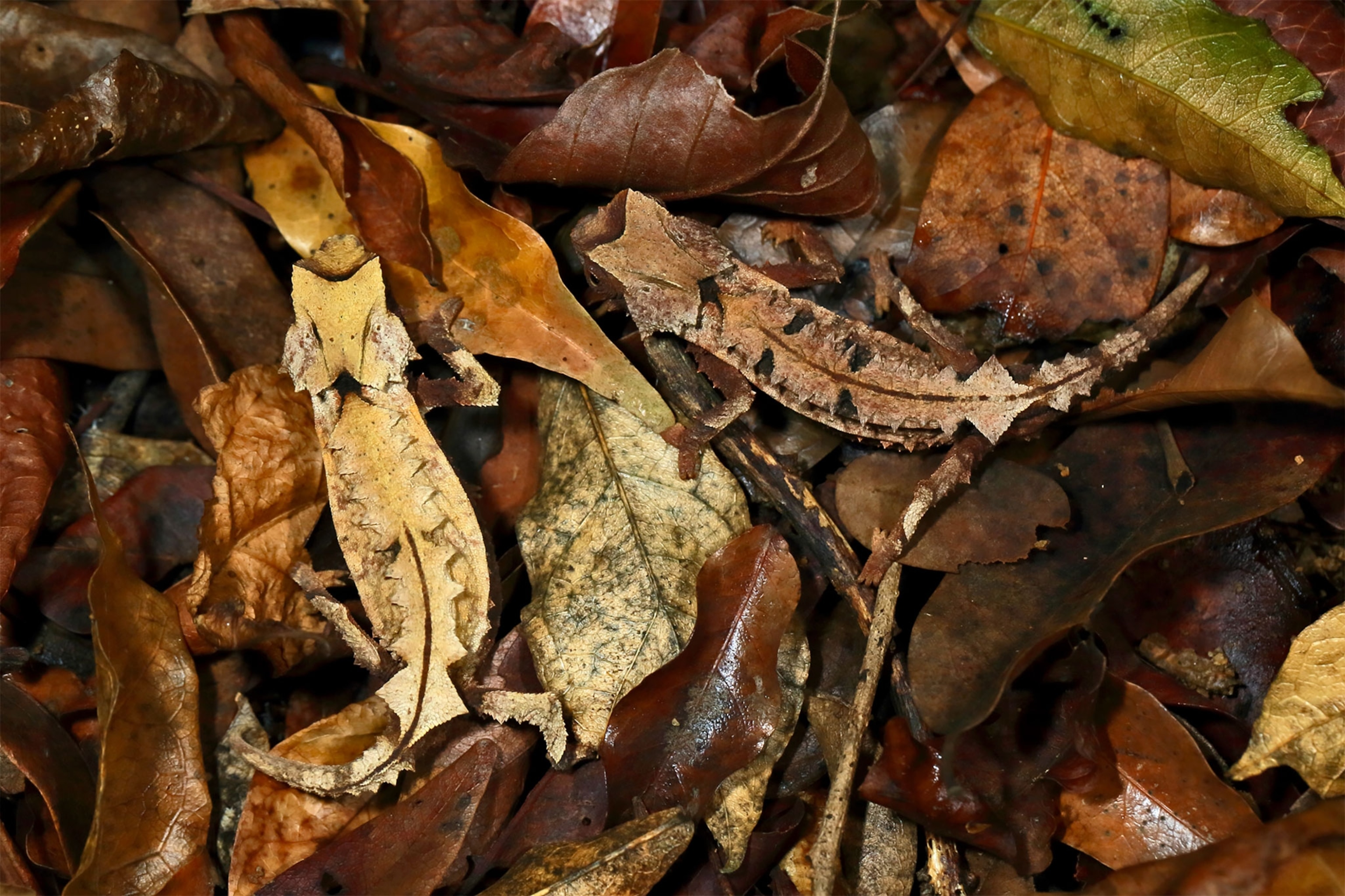 a chameleon camouflaged in leaves