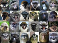 Types Of Monkeys With Big Eyes Infoupdate