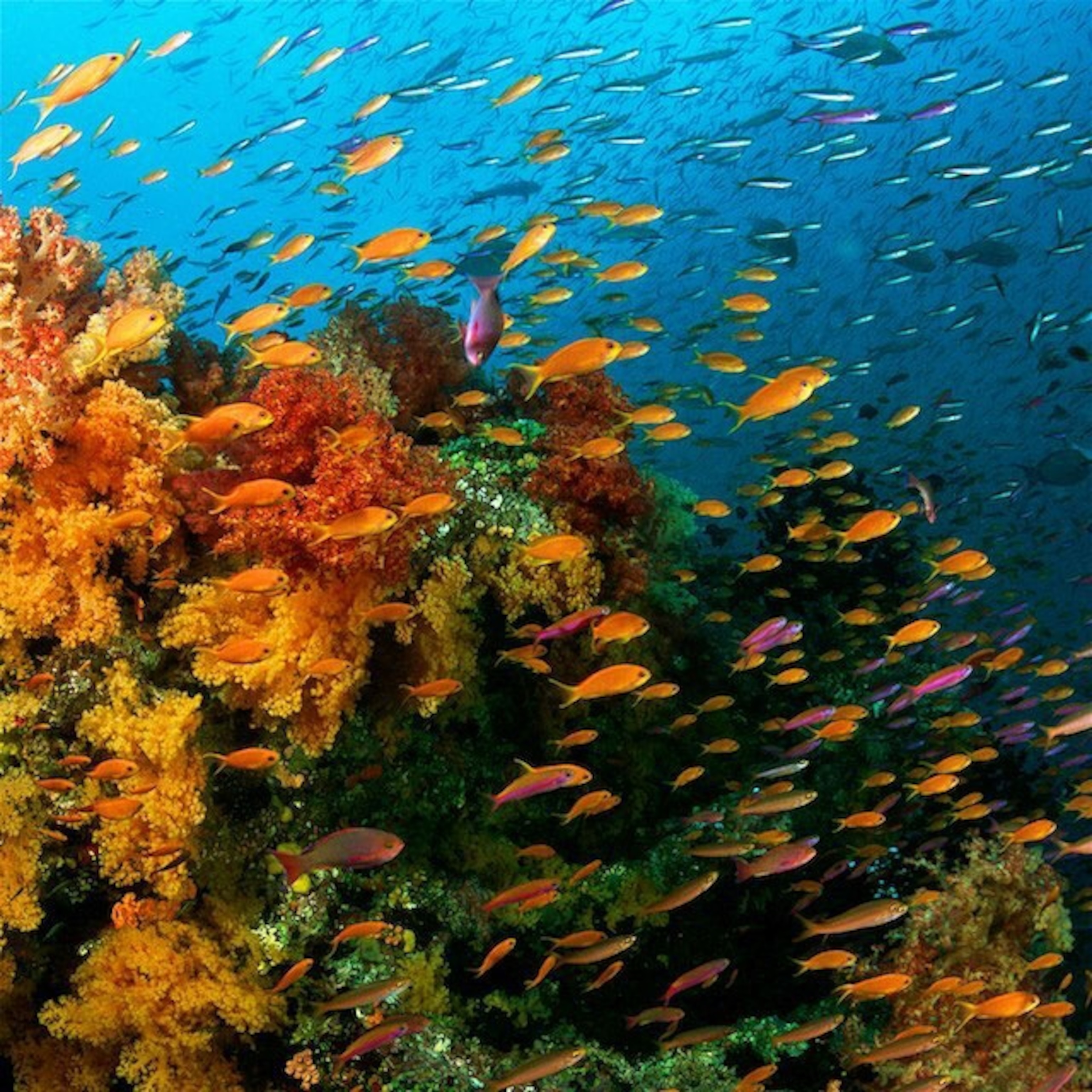 fish swimming near the Fiji Islands