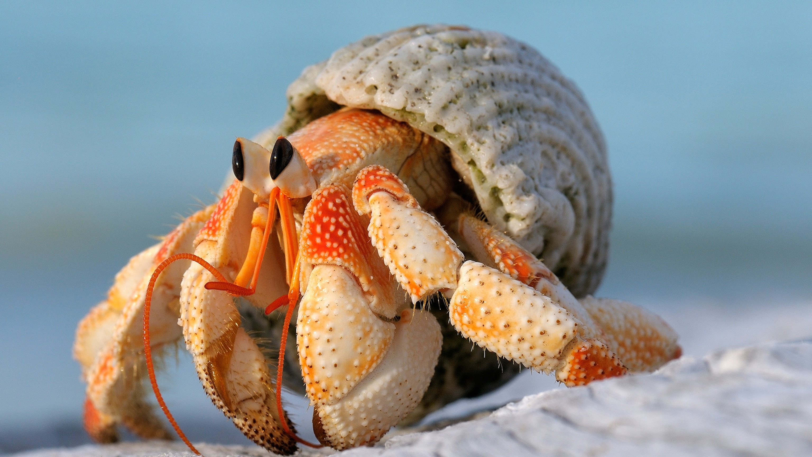 a picture of a hermit crab