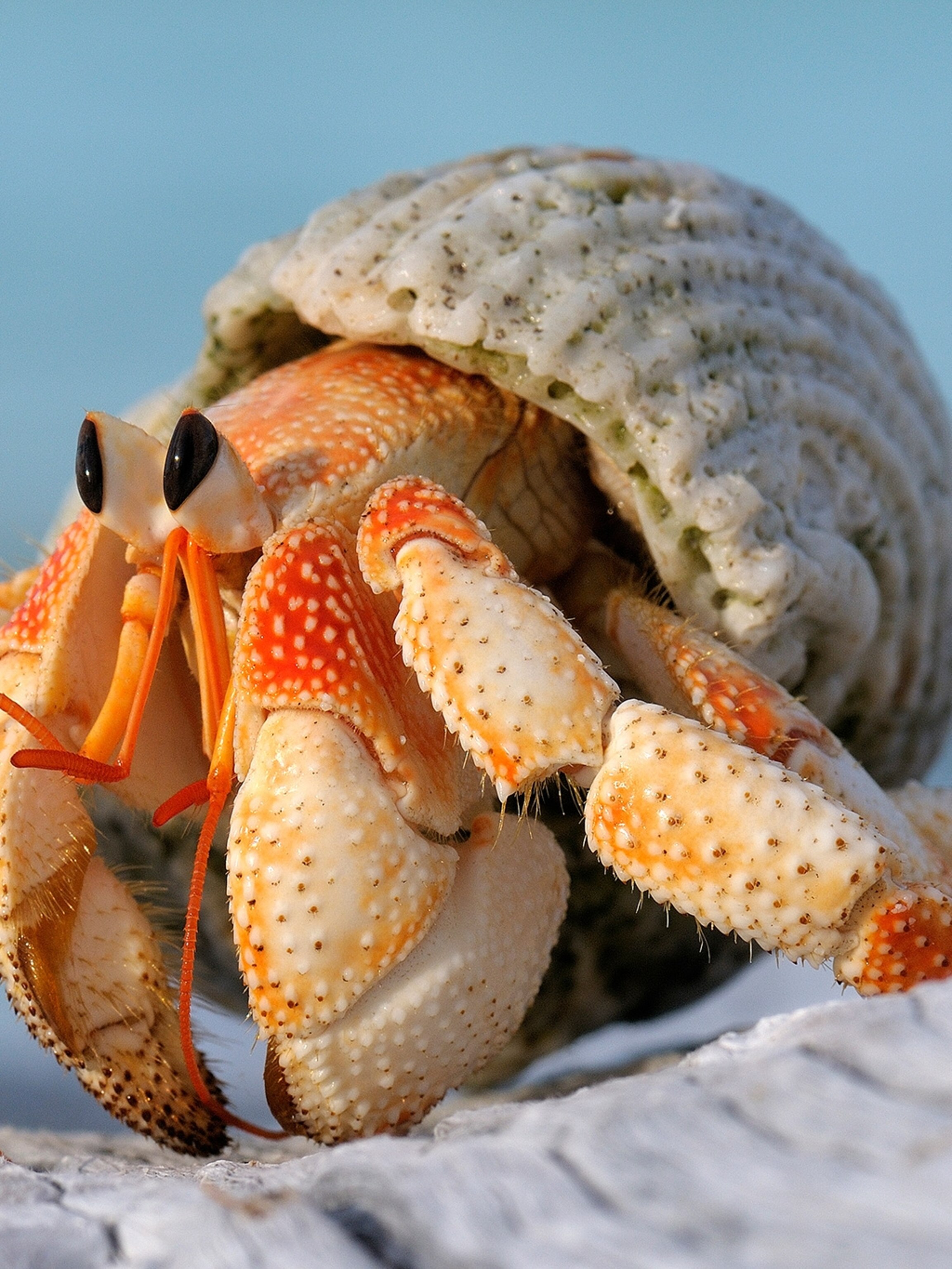 Hermit Crab Aragonite Sand - 10 Pound Natural Marine Substrate For Habitat
